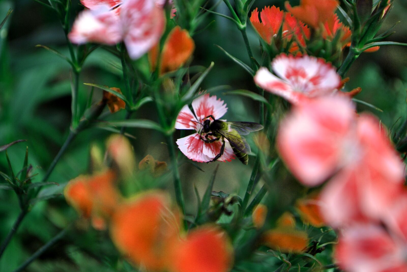 Nikon D3000 sample photo. Flowers, garden, bee, pink photography