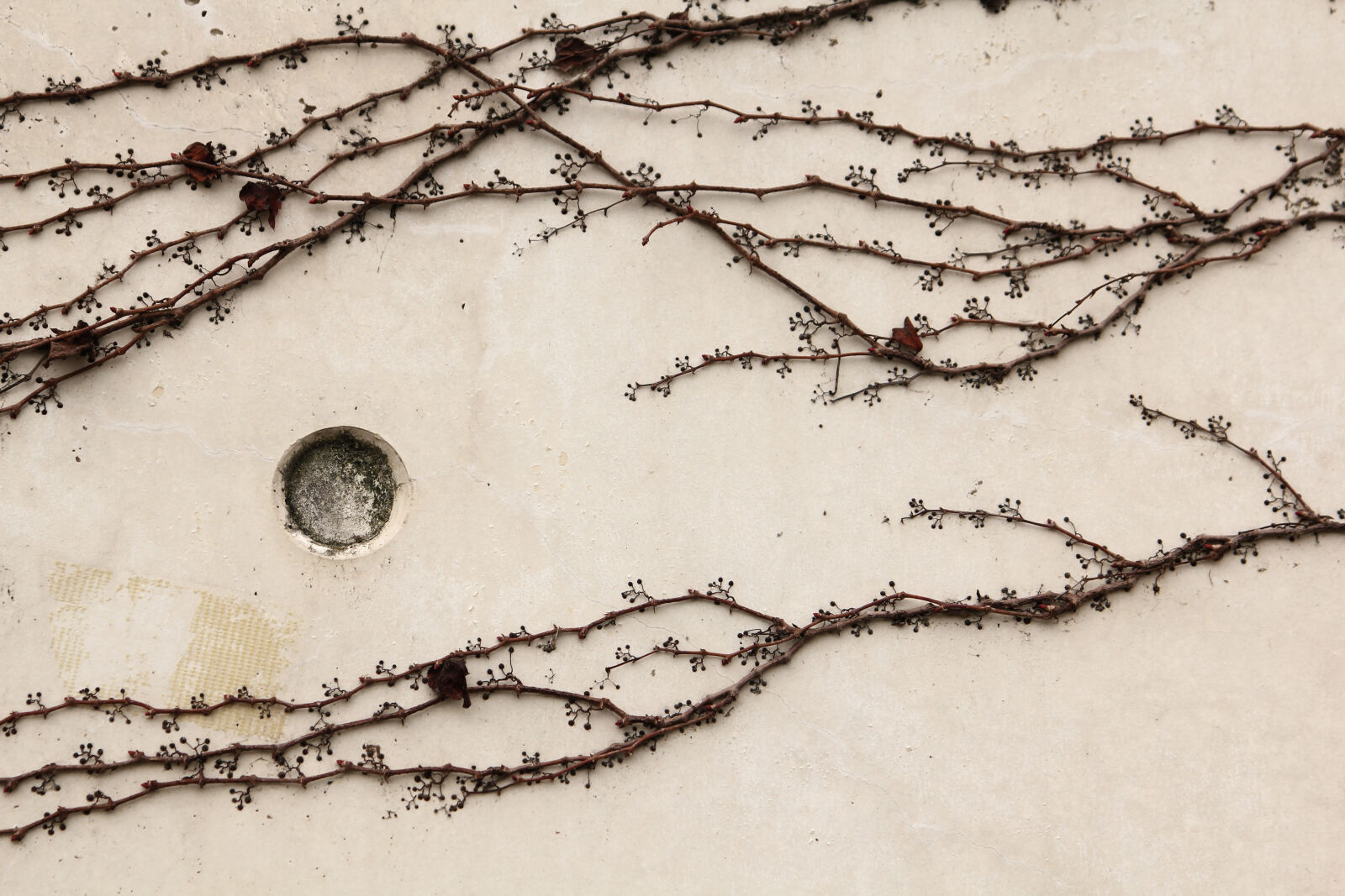 Canon EOS 550D (EOS Rebel T2i / EOS Kiss X4) sample photo. Clouds, concrete, moon, vines photography
