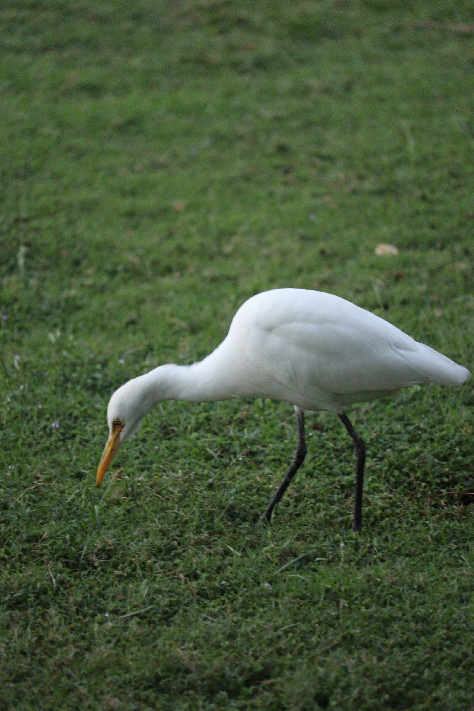 Canon EOS 250D (EOS Rebel SL3 / EOS Kiss X10 / EOS 200D II) sample photo. Egret, kerala, green photography