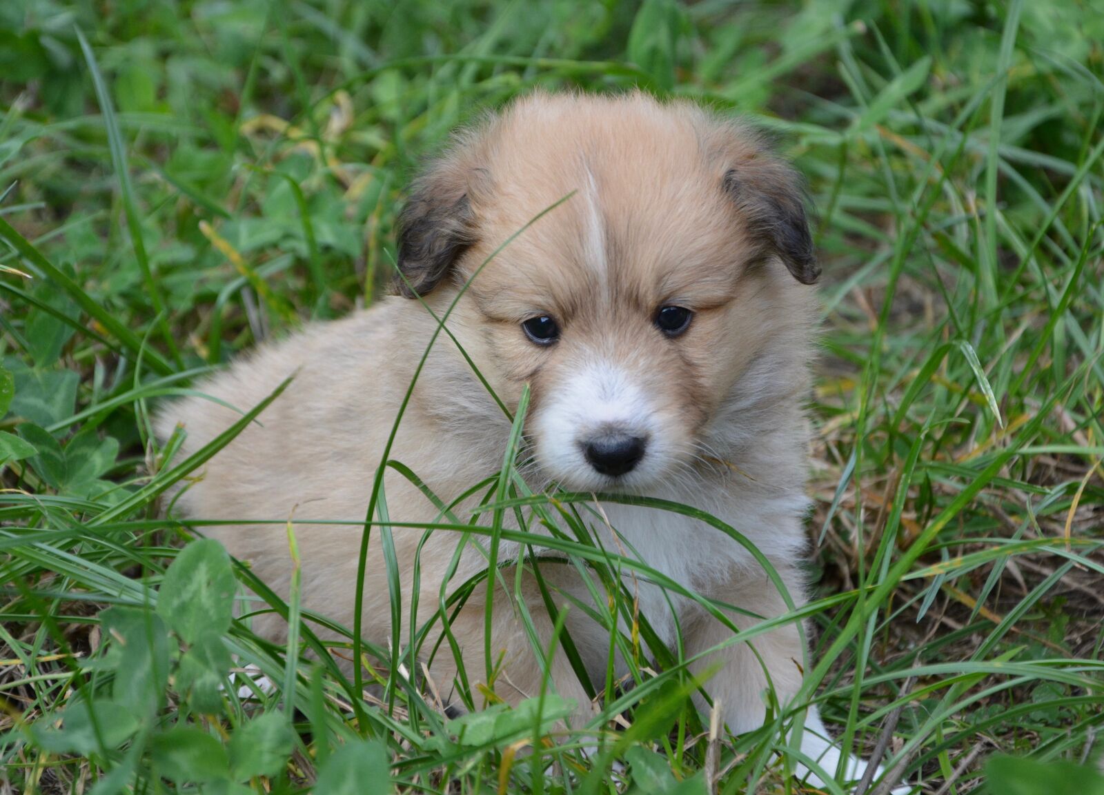 Nikon D5200 sample photo. Puppy, pup, puppies colour photography