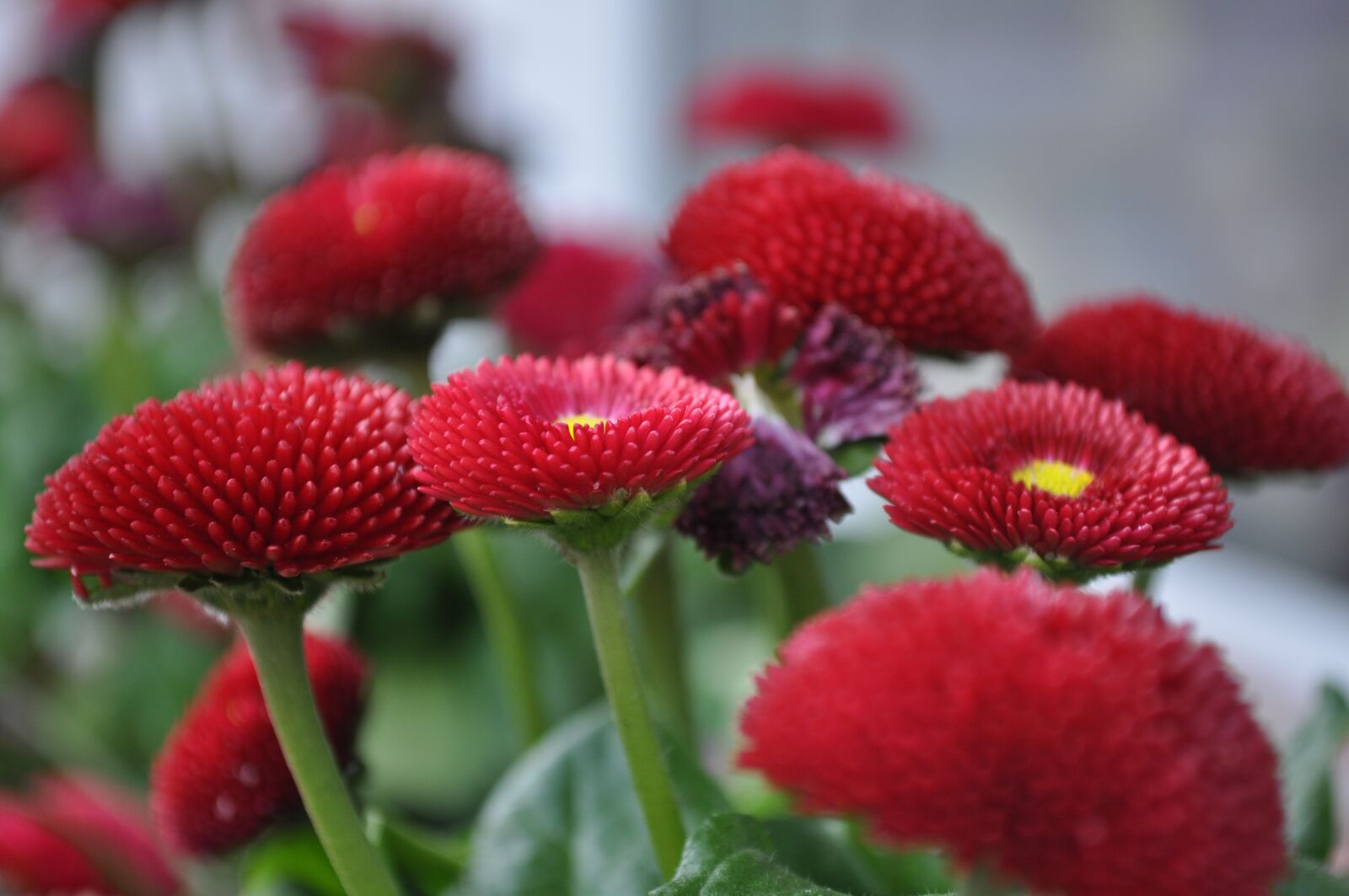 Nikon D5000 sample photo. Flower, red, green photography