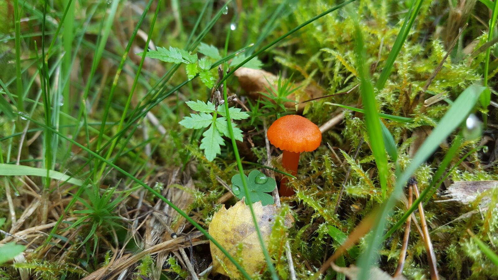Samsung GALAXY S6 edge sample photo. Mushroom, forest, small photography