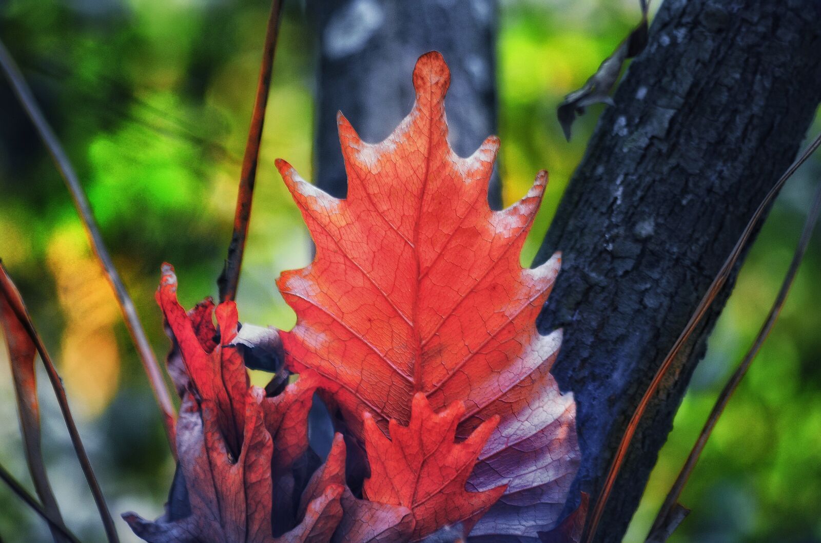 Nikon D5100 sample photo. Daylight, red, leif photography