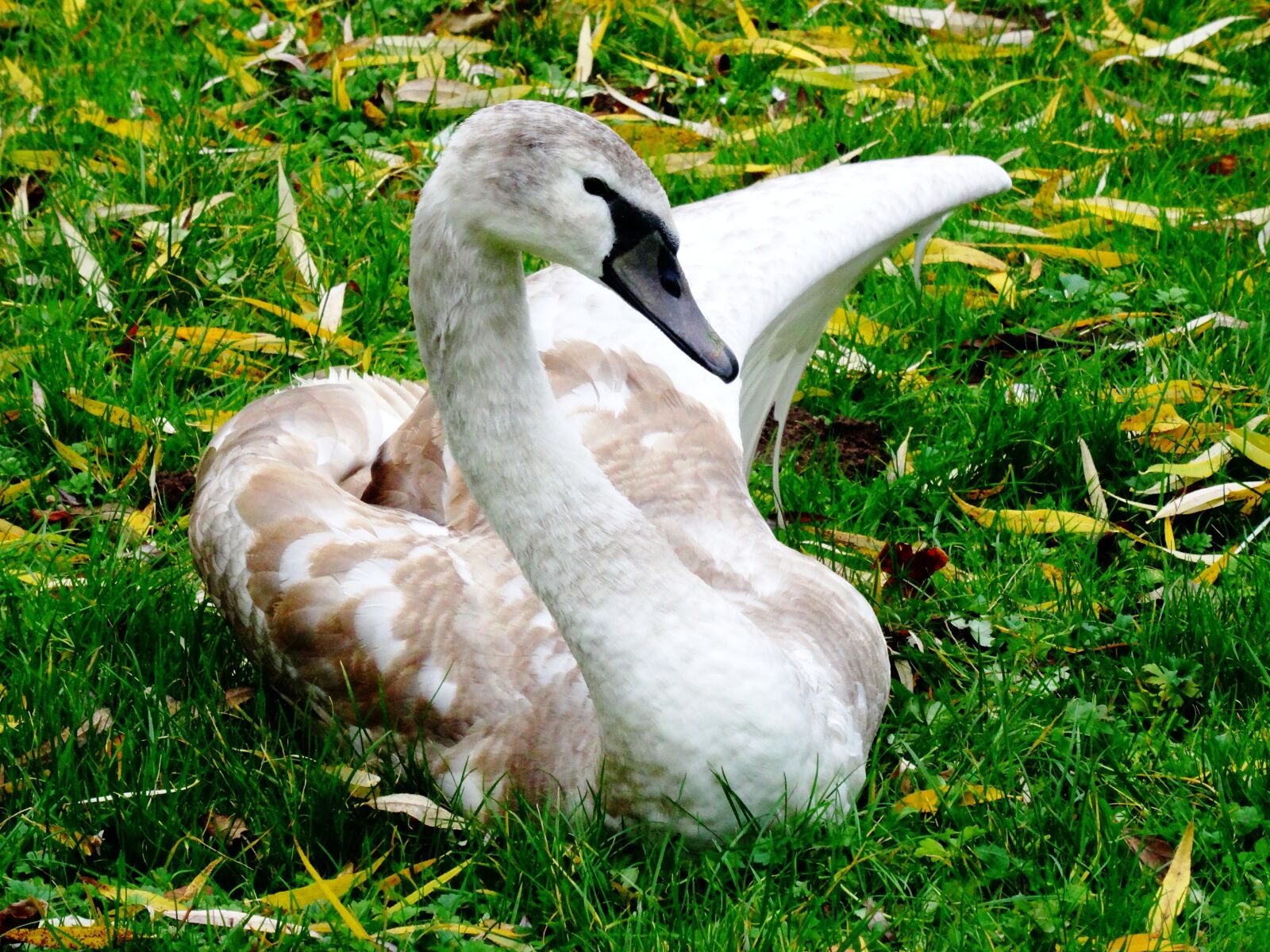 Sony Cyber-shot DSC-HX50V sample photo. Swan, young swan, cygnet photography