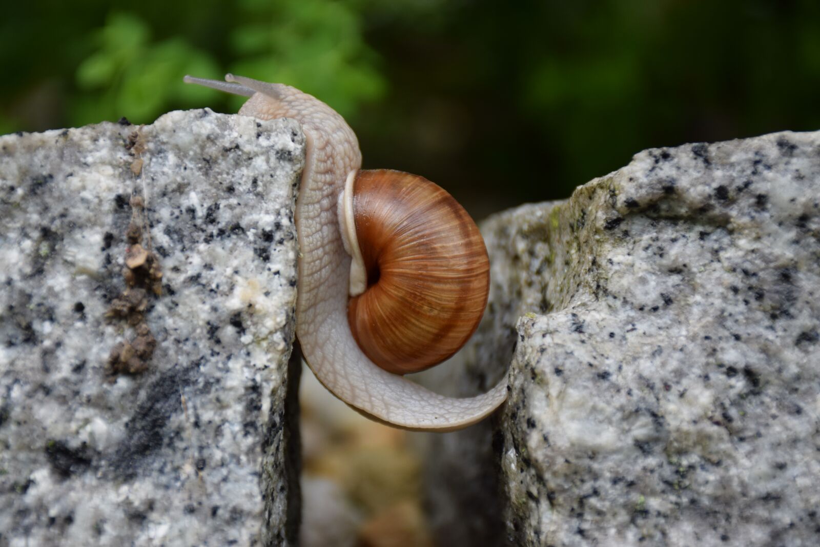 Nikon D5300 sample photo. Snail, obstacle overcoming, will photography