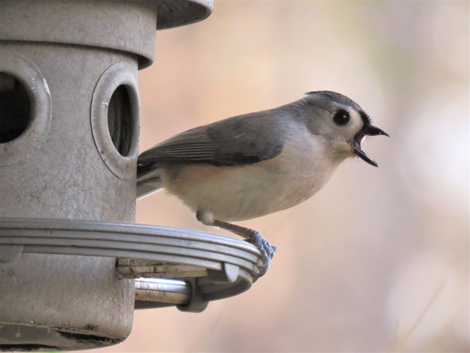 Canon PowerShot SX60 HS sample photo. Bird, wildlife, outdoors photography