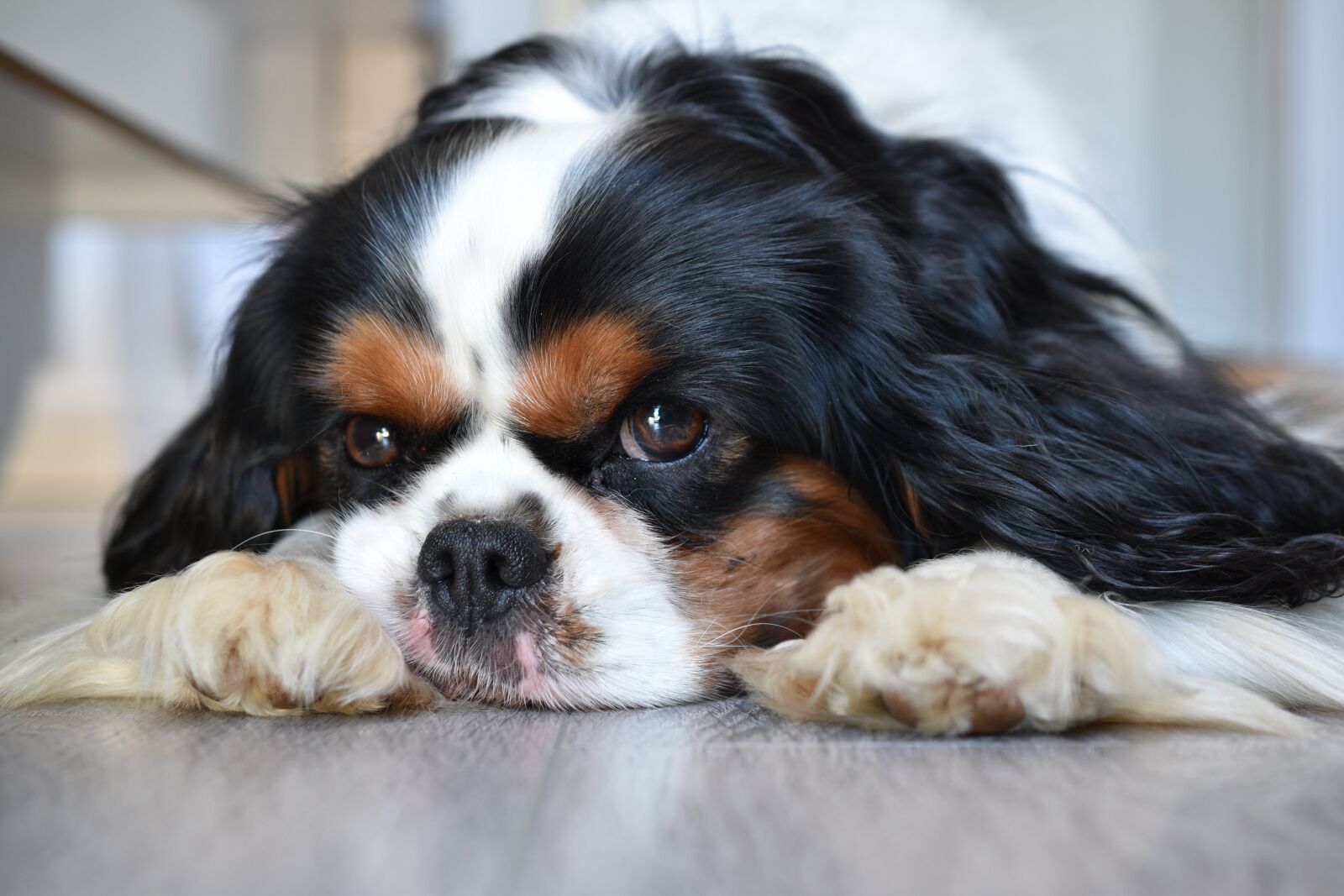 Nikon D5600 sample photo. Dog, cavalier king charles photography