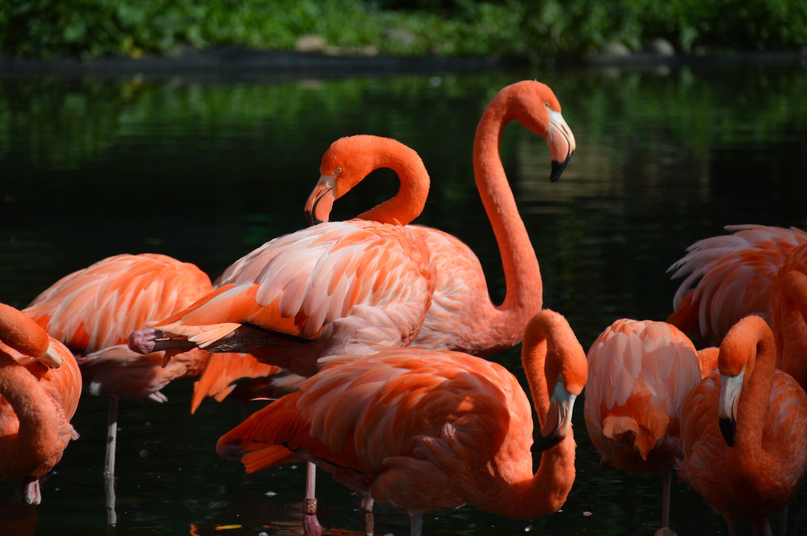 Nikon D3200 sample photo. Pink pelican, stand, water photography