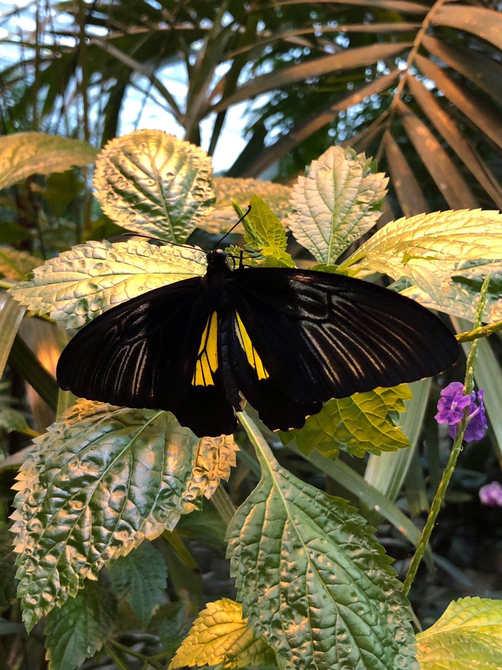 iPhone 8 Plus back dual camera 3.99mm f/1.8 sample photo. Butterfly, garden, nature photography