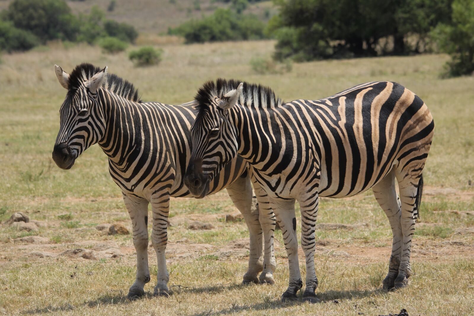 Canon EOS 60D sample photo. Zebra, burchell, camouflage photography