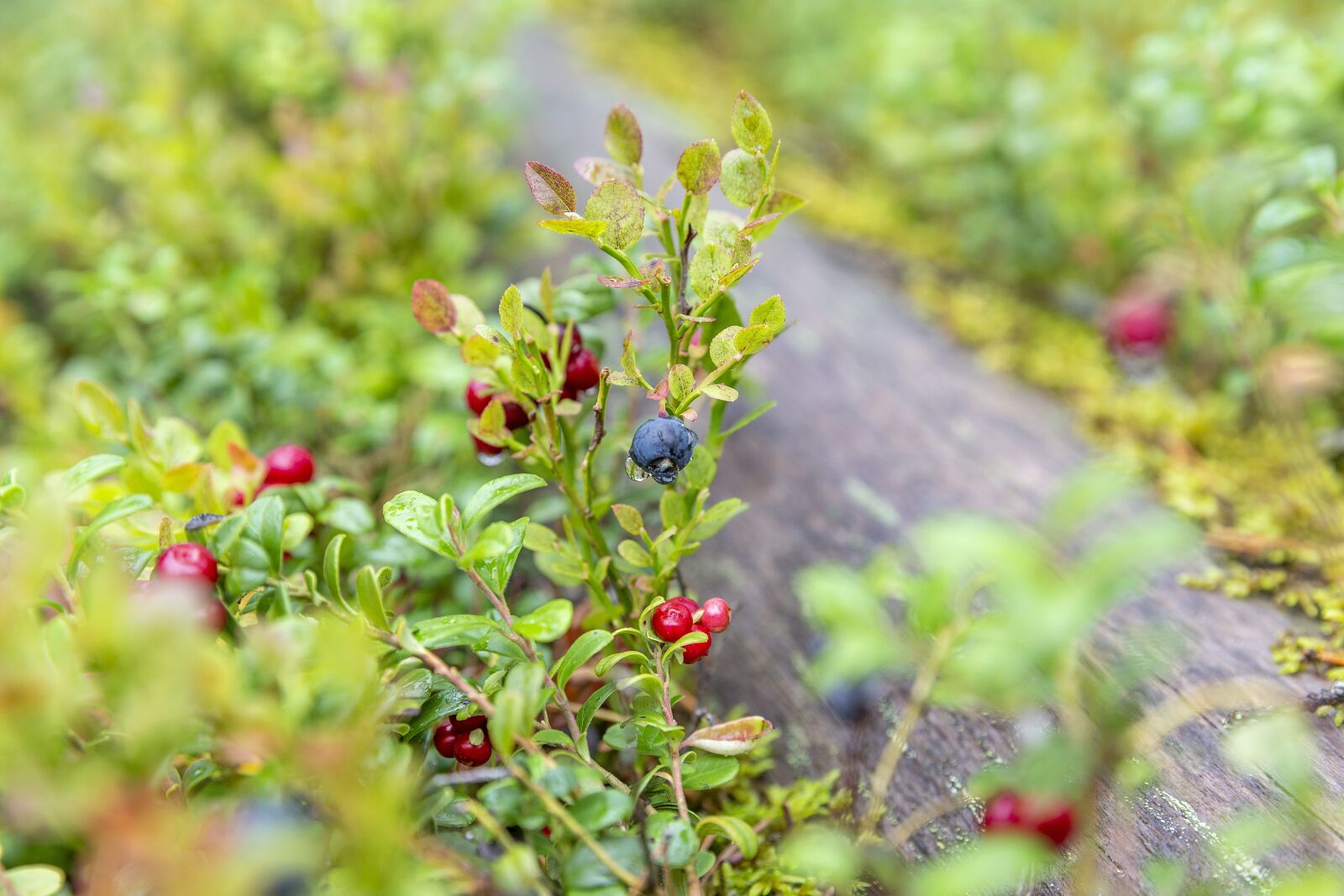 Canon EOS 6D + Canon EF 24-70mm F2.8L II USM sample photo. Berries, fruit, plant photography