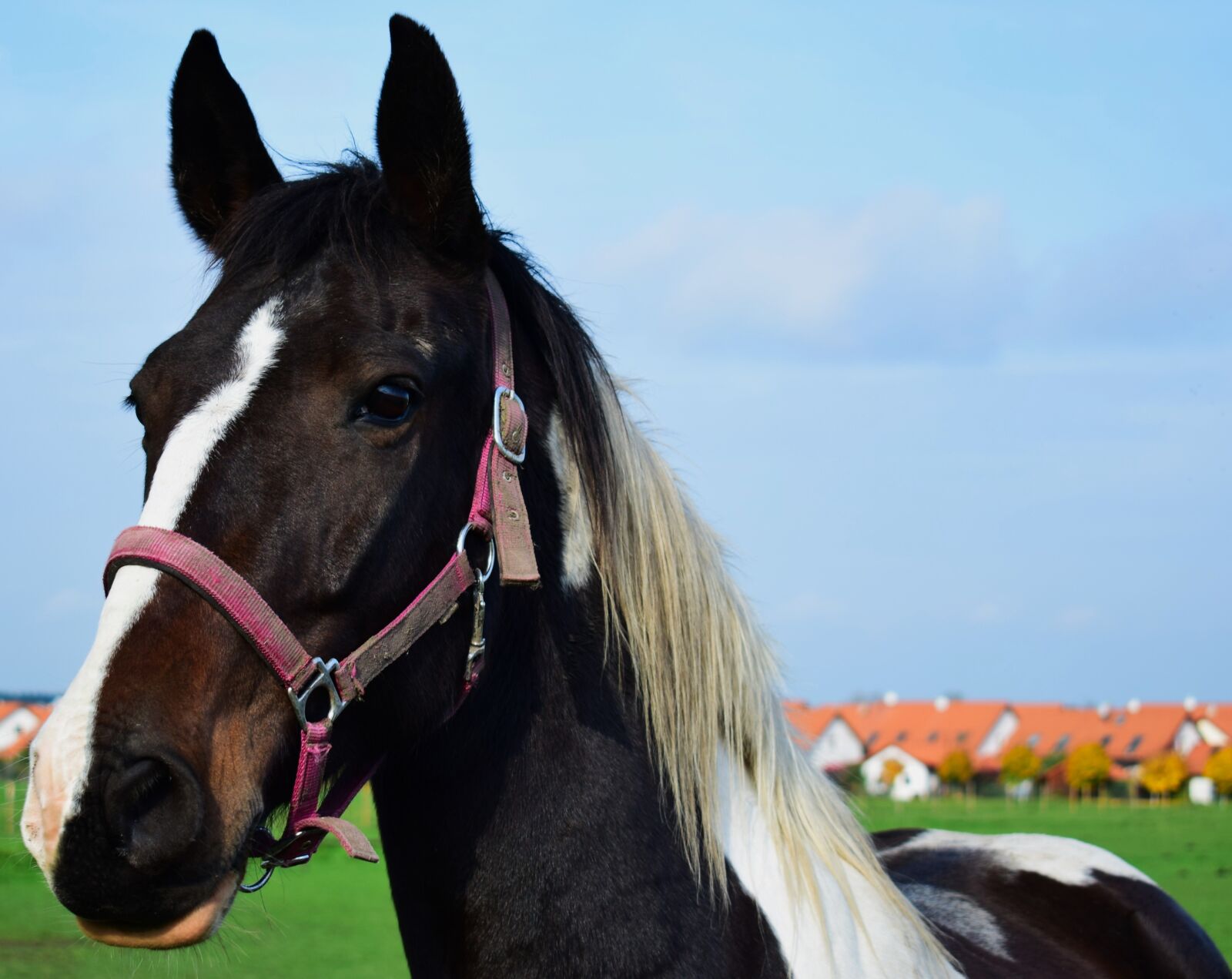 Nikon D3300 sample photo. Horse, up close, animal photography