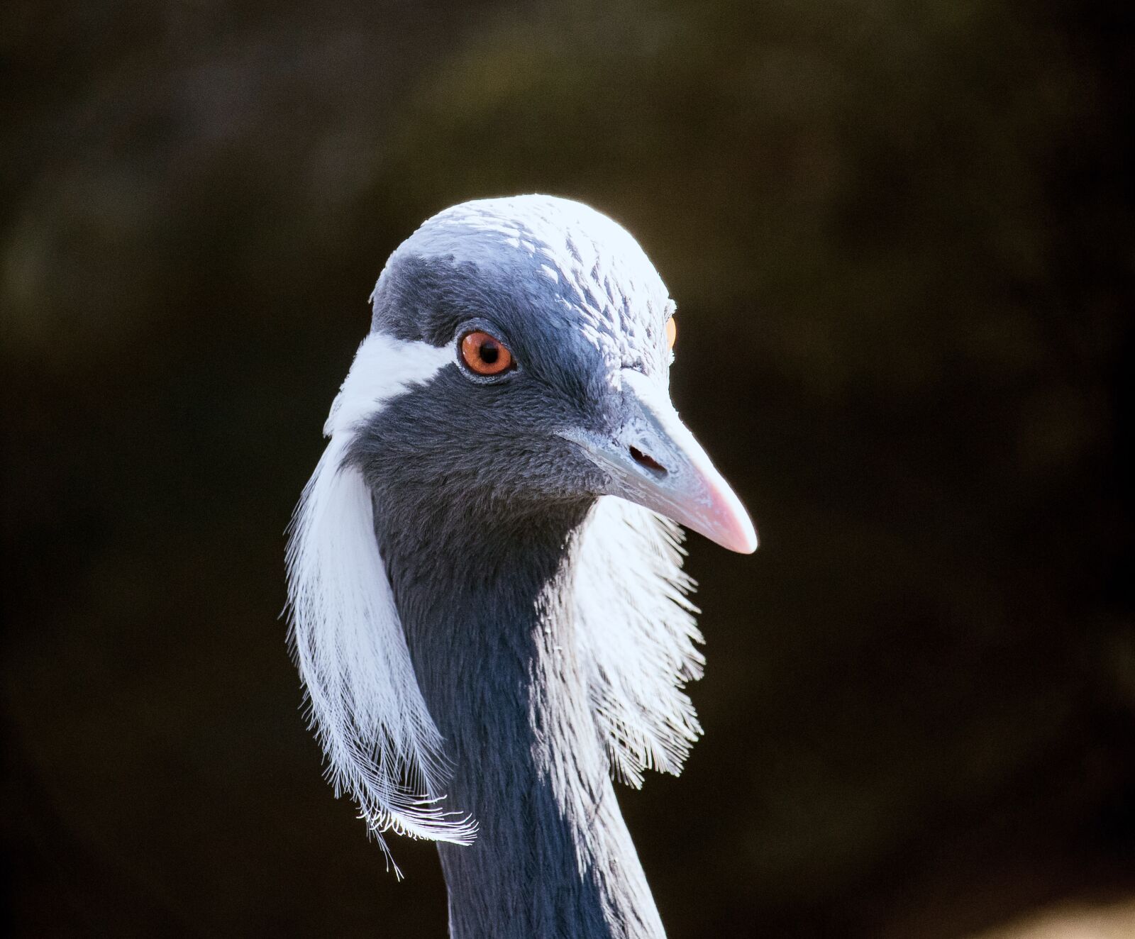 Canon EF-S 55-250mm F4-5.6 IS STM sample photo. Acorns, crane, bird photography