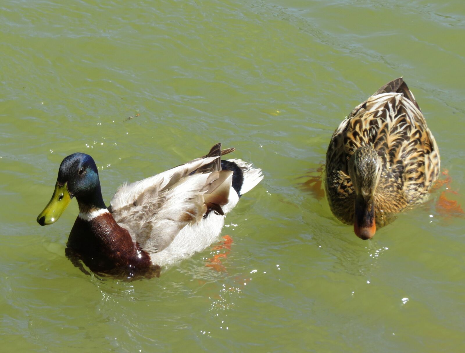 Canon PowerShot SX50 HS sample photo. Duck, river, mallard photography