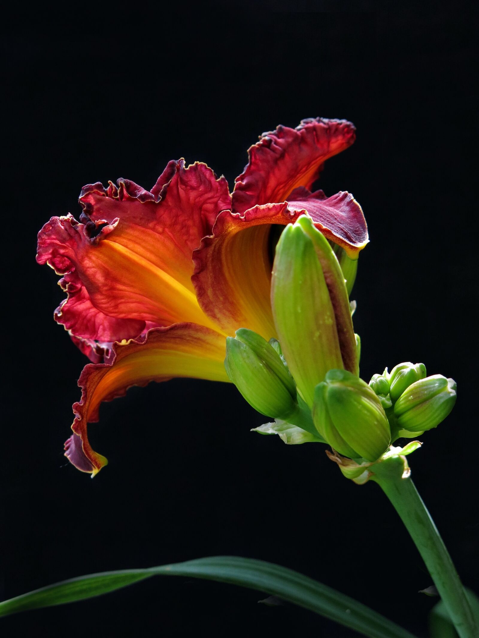 Canon PowerShot G15 sample photo. Large-flowered daylily, red flower photography