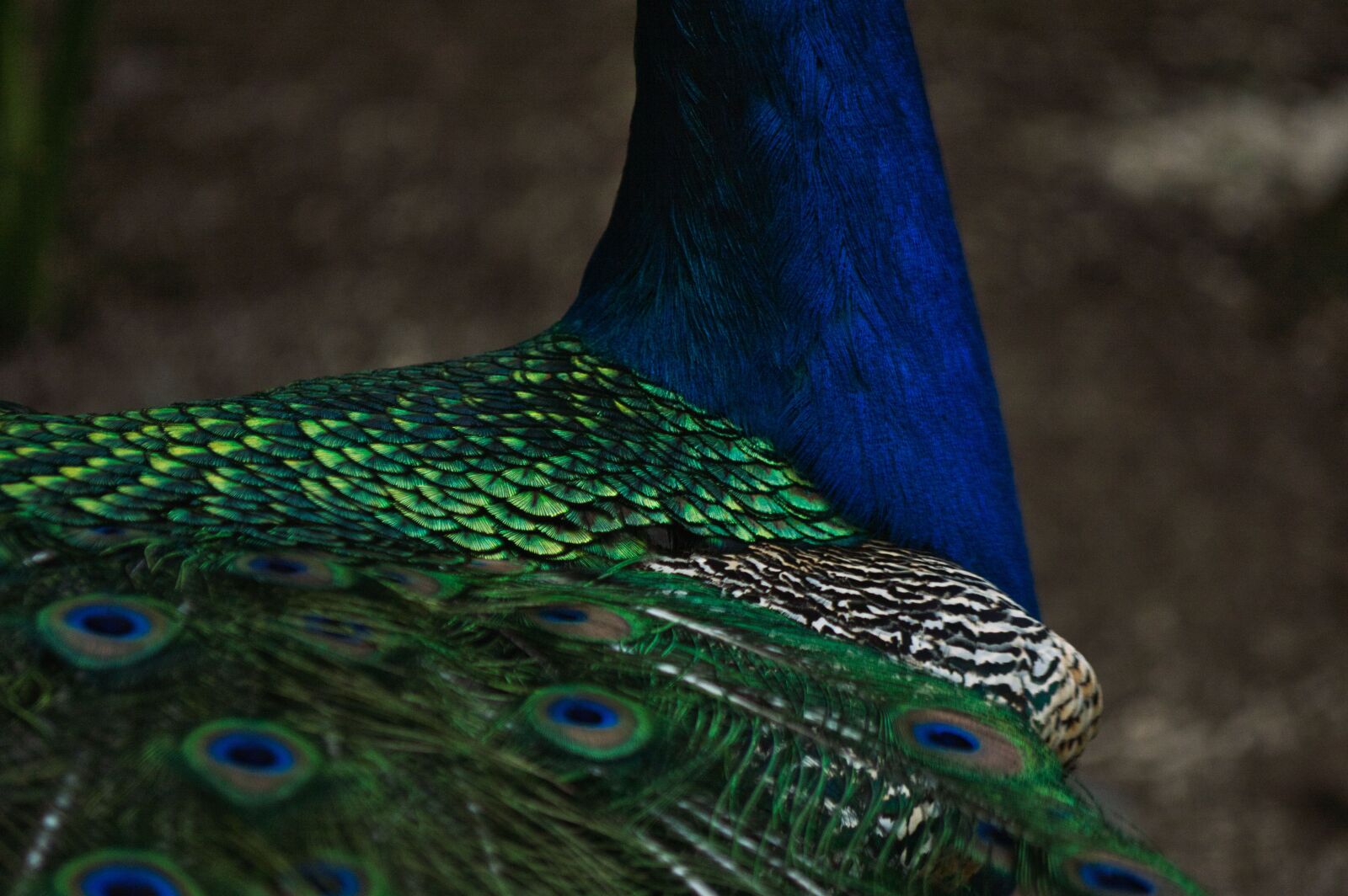 Nikon D3200 sample photo. Costa rica, ave, peacock photography