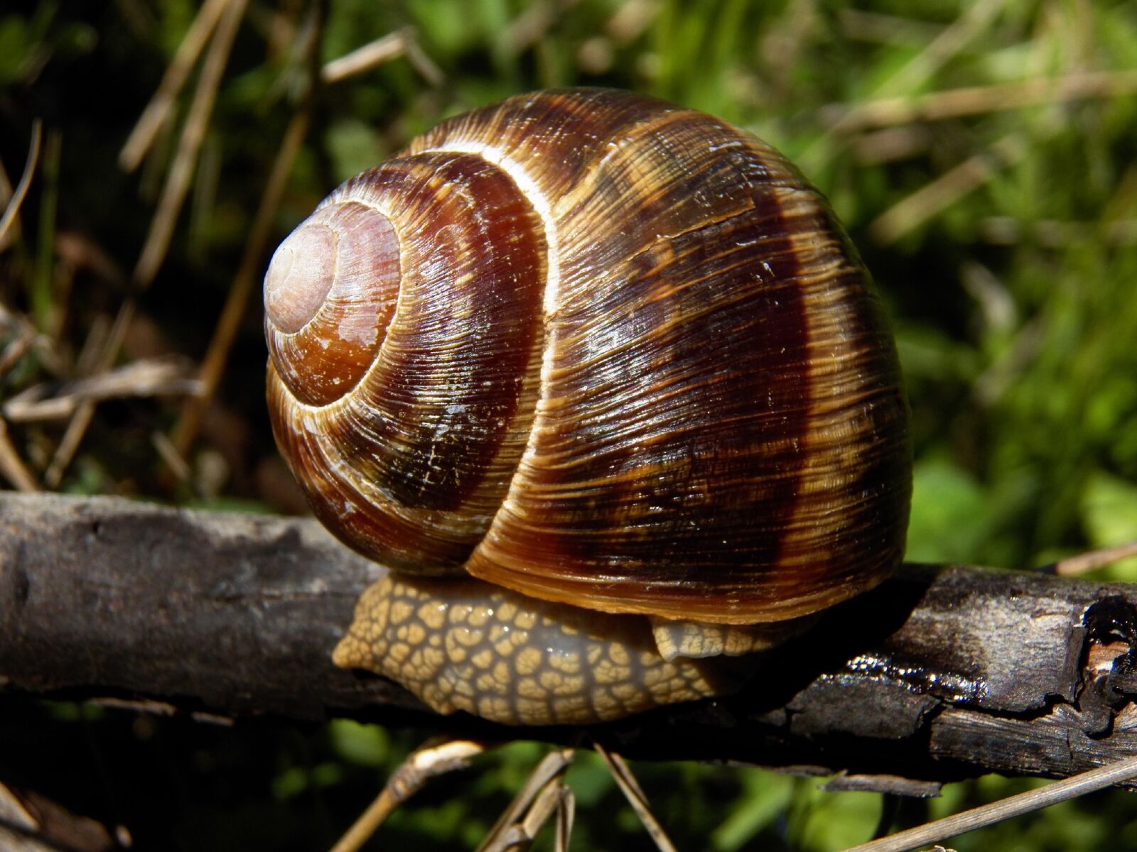 Kodak EasyShare Z990 (EasyShare Max) sample photo. Snails, animals, nature photography