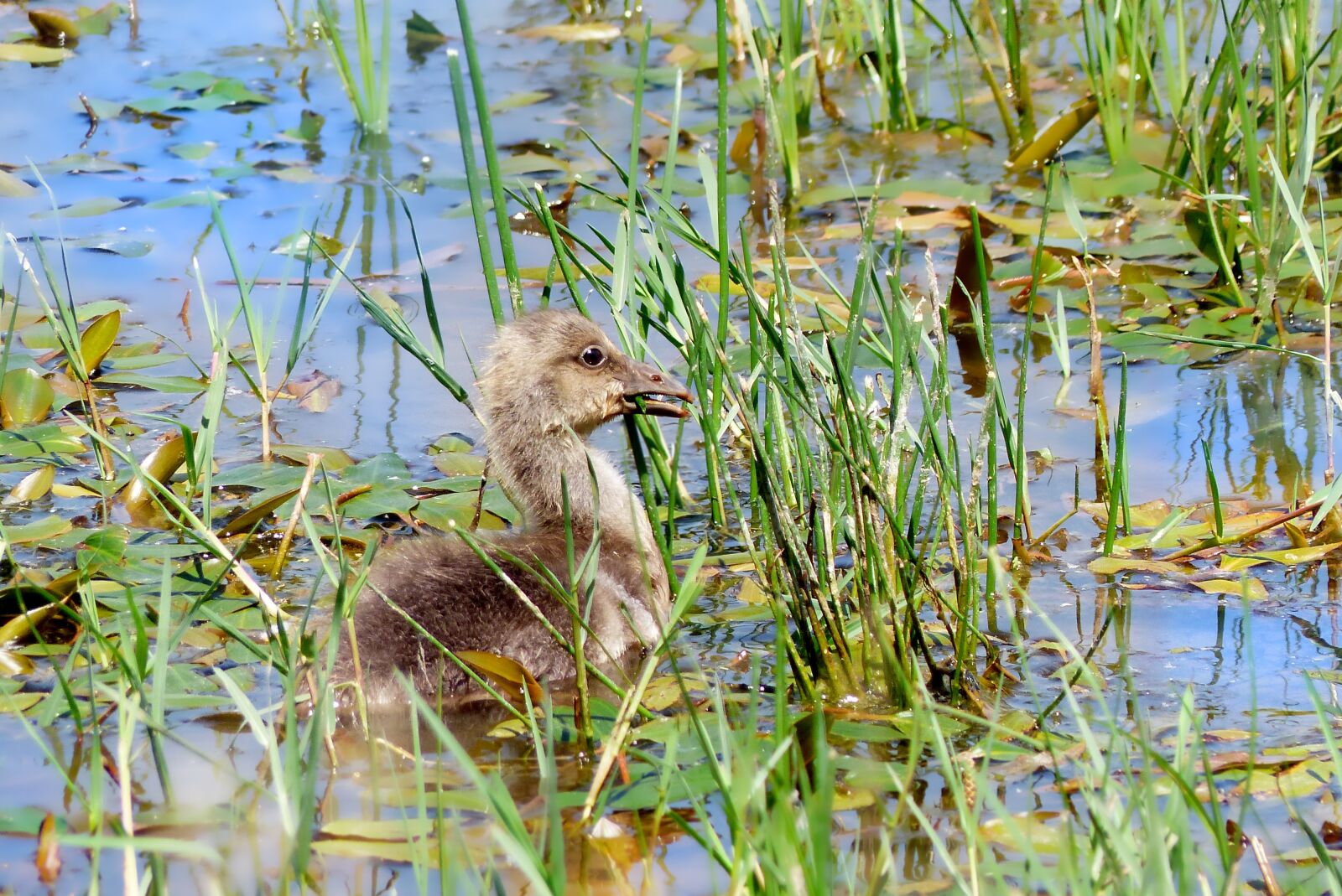 Panasonic Lumix DMC-FZ200 sample photo. Nature, waters, goslings photography