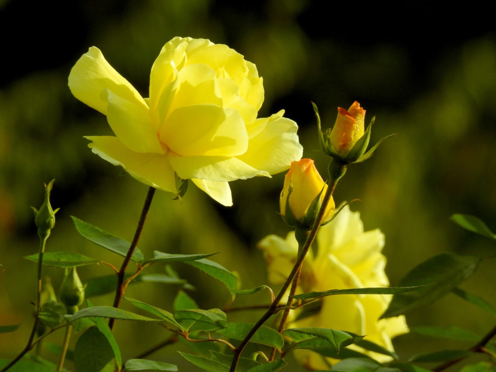 Nikon Coolpix P900 sample photo. Roses, yellow, flower photography