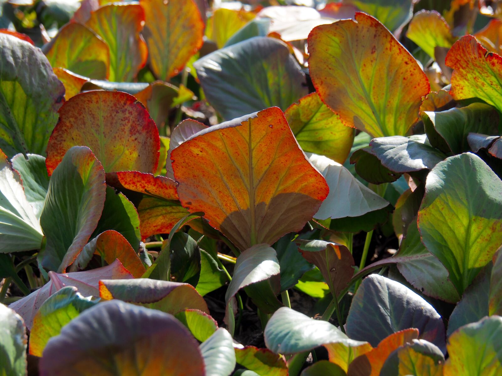 Olympus OM-D E-M5 II sample photo