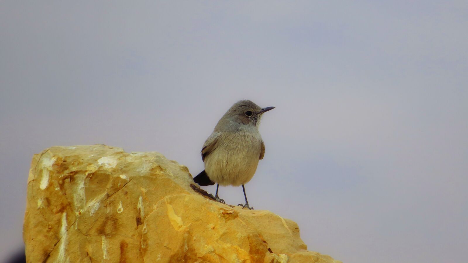 Canon PowerShot G3 X sample photo. Bird, gray, israel photography