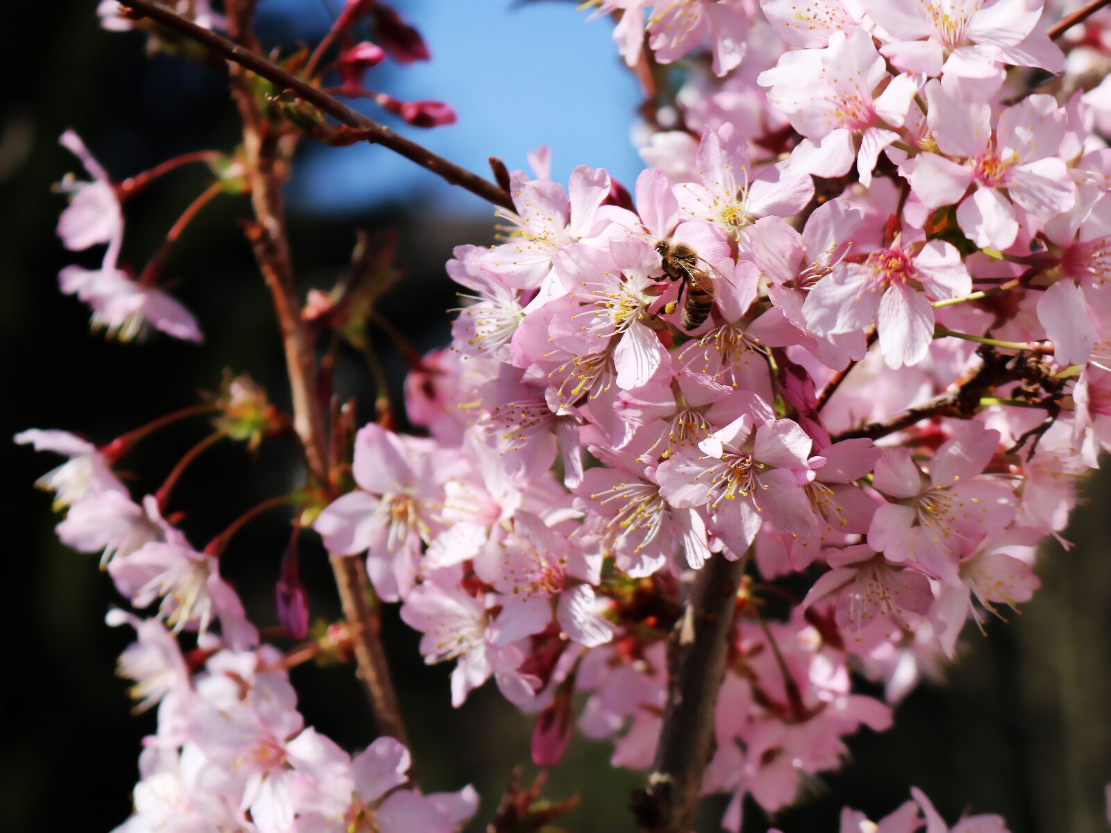 Canon EOS 750D (EOS Rebel T6i / EOS Kiss X8i) sample photo. Spring, blossom, bloom photography
