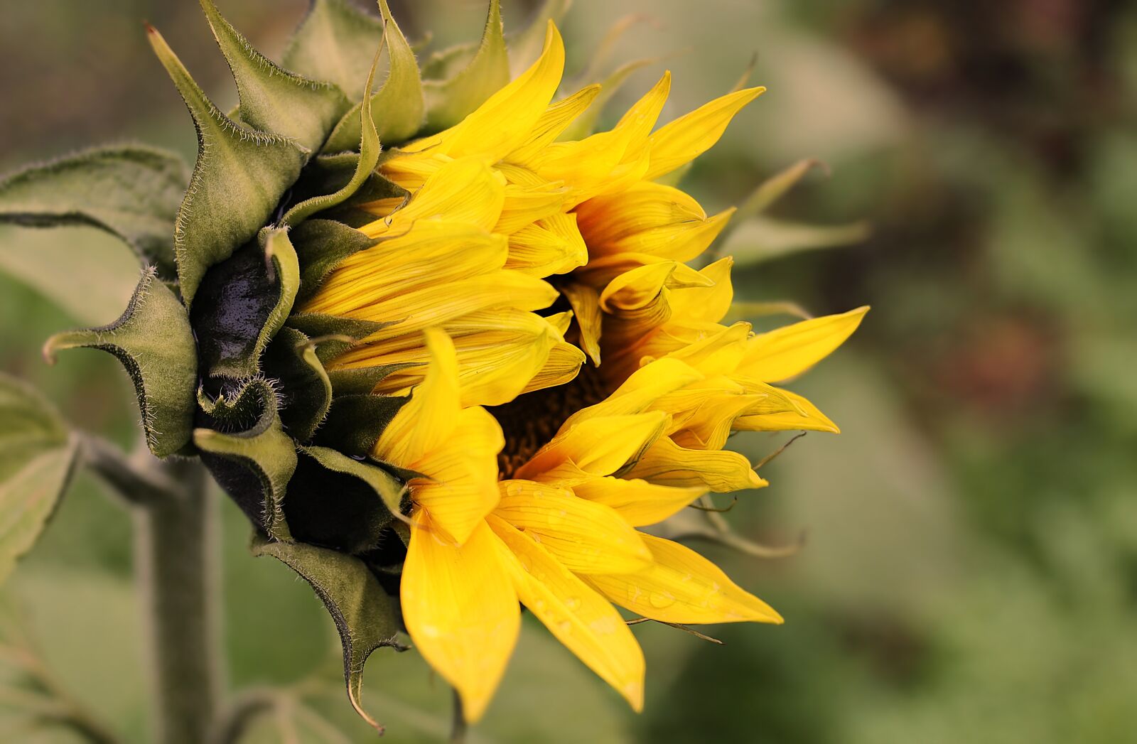 Canon EOS 100D (EOS Rebel SL1 / EOS Kiss X7) sample photo. Sunflower, flower, blossom photography