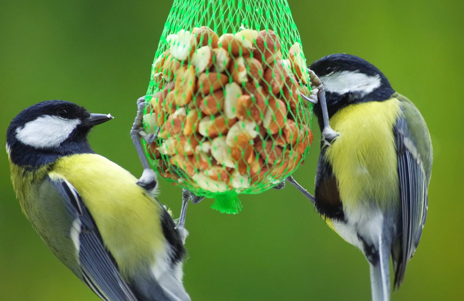 Pentax K-30 sample photo. Winter feeding, bird seed photography