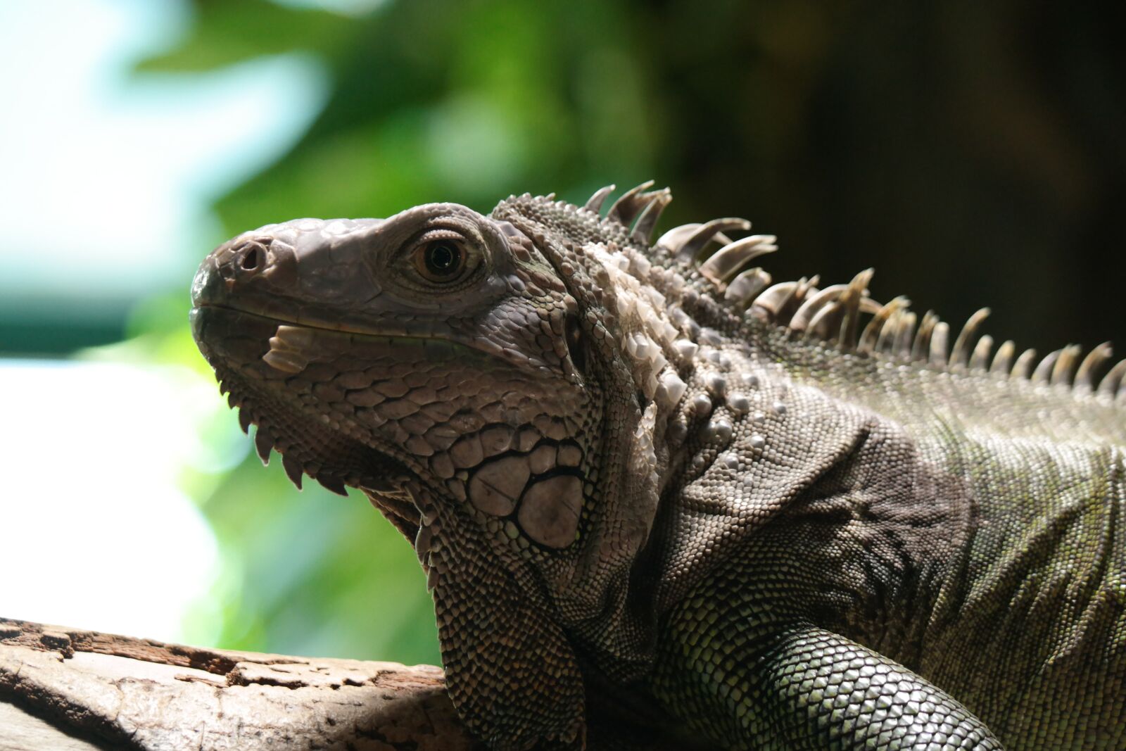 Samsung NX30 sample photo. Iguana, lizard, nature photo photography
