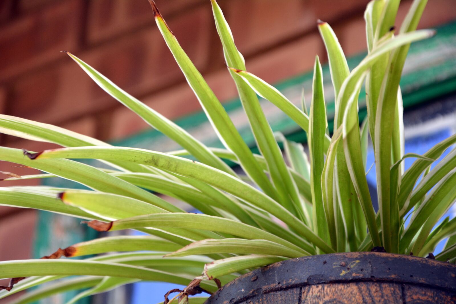 Nikon D5200 sample photo. Grass, green, garden photography