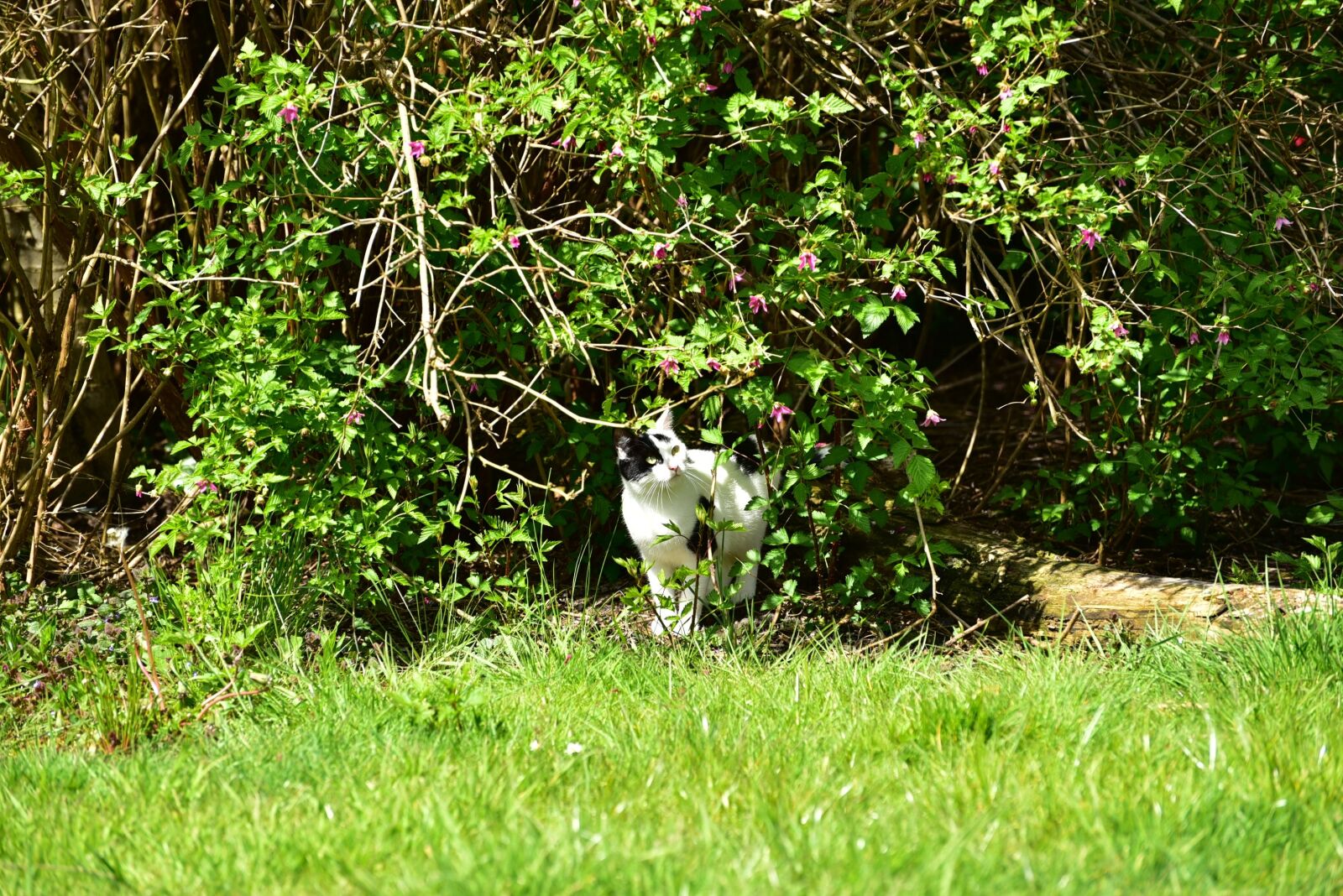 Nikon D750 sample photo. Cat, domestic cat, young photography