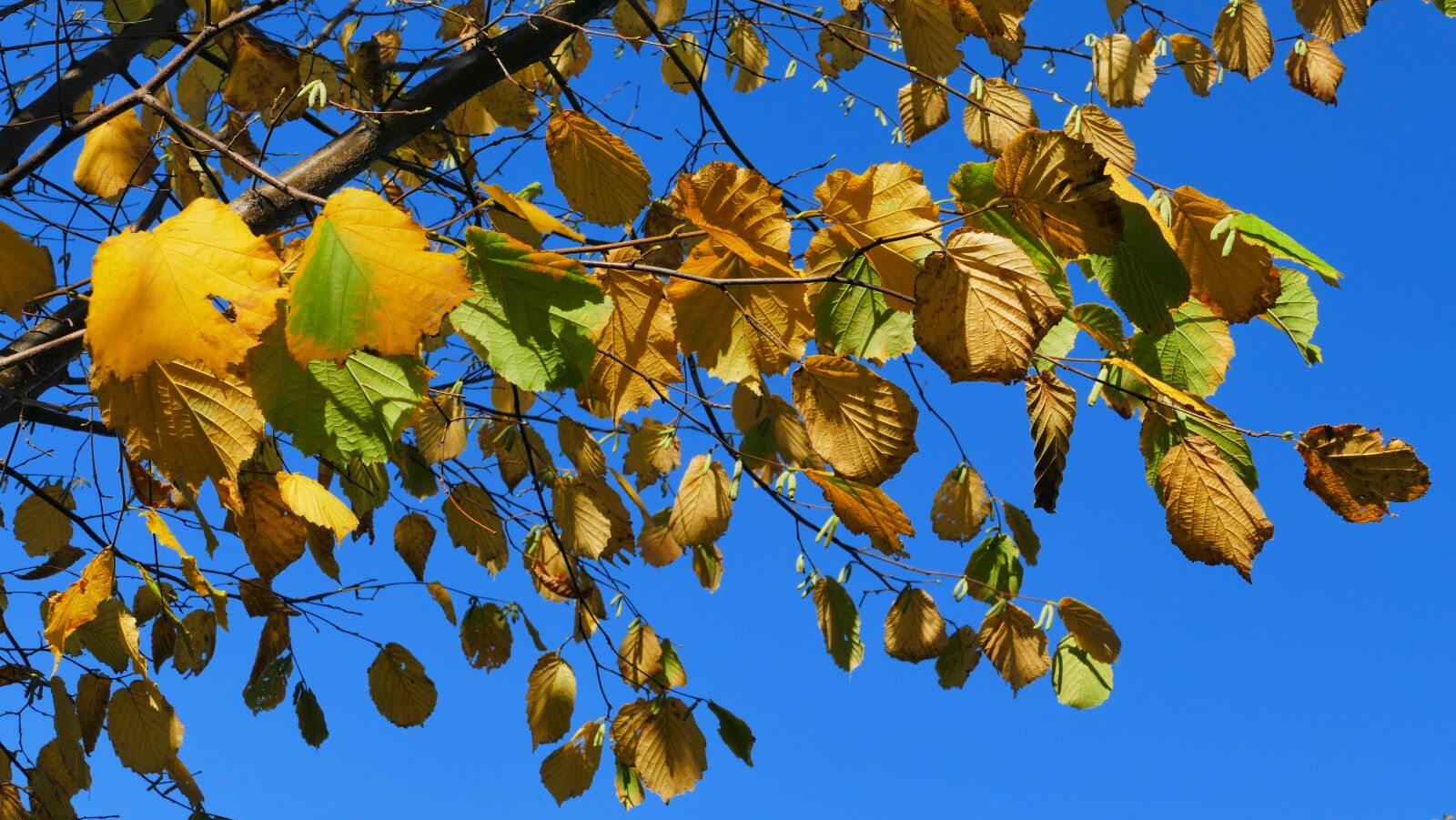 Panasonic Lumix DMC-FZ1000 sample photo. Hazel, foliage, autumn photography