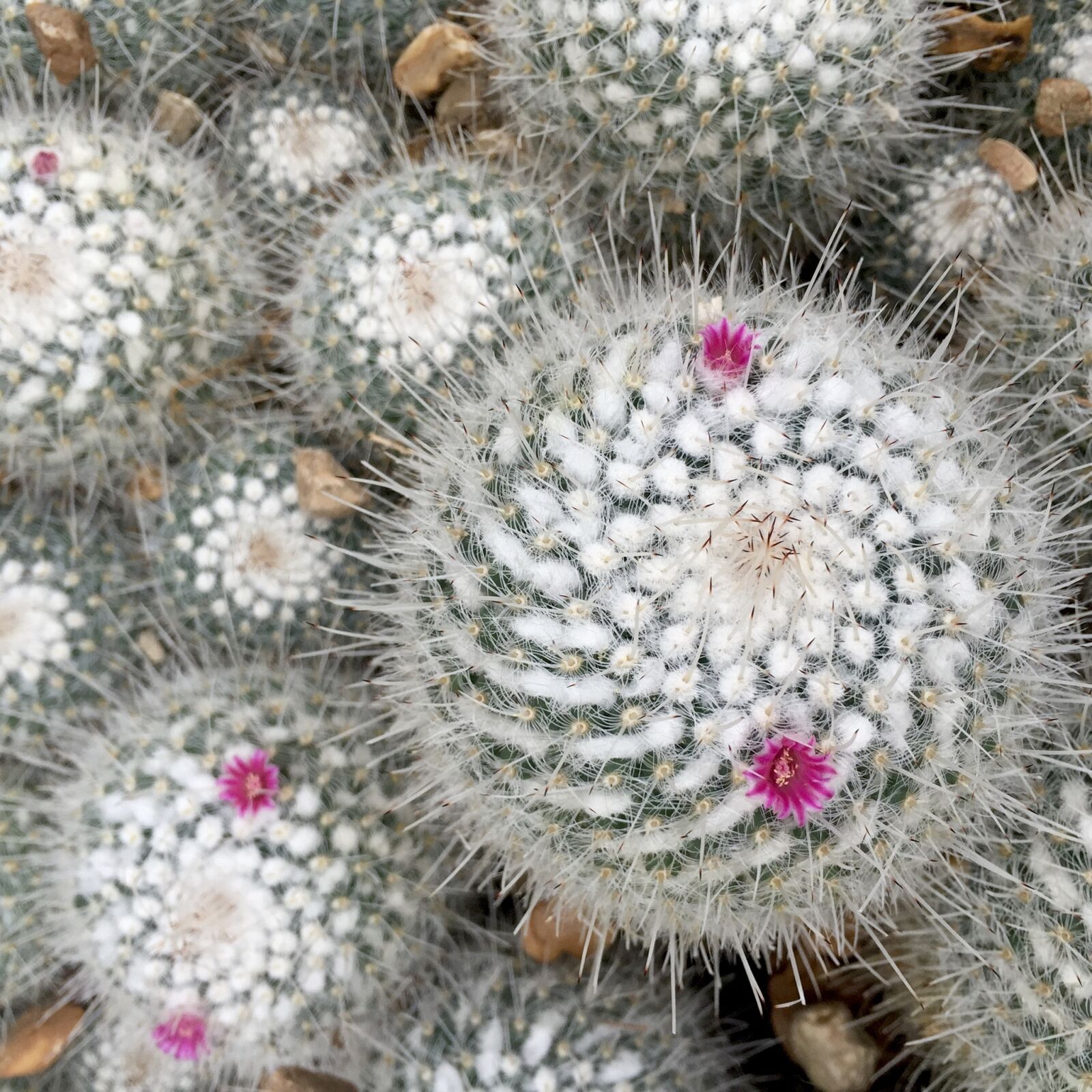 Apple iPhone 6 sample photo. Cactus, flower, nature photography