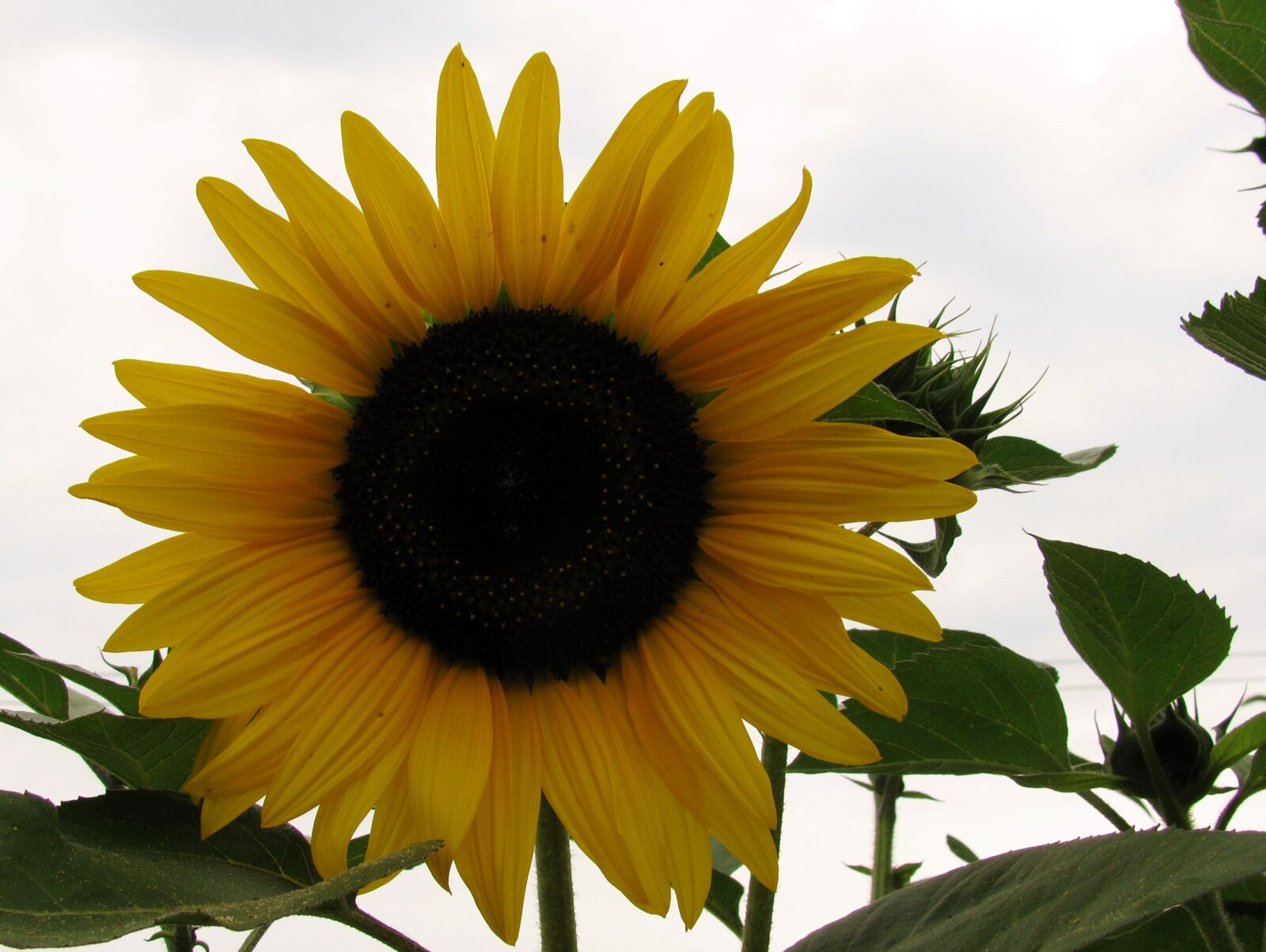 Canon PowerShot SX110 IS sample photo. Nature, garden, sunflower photography