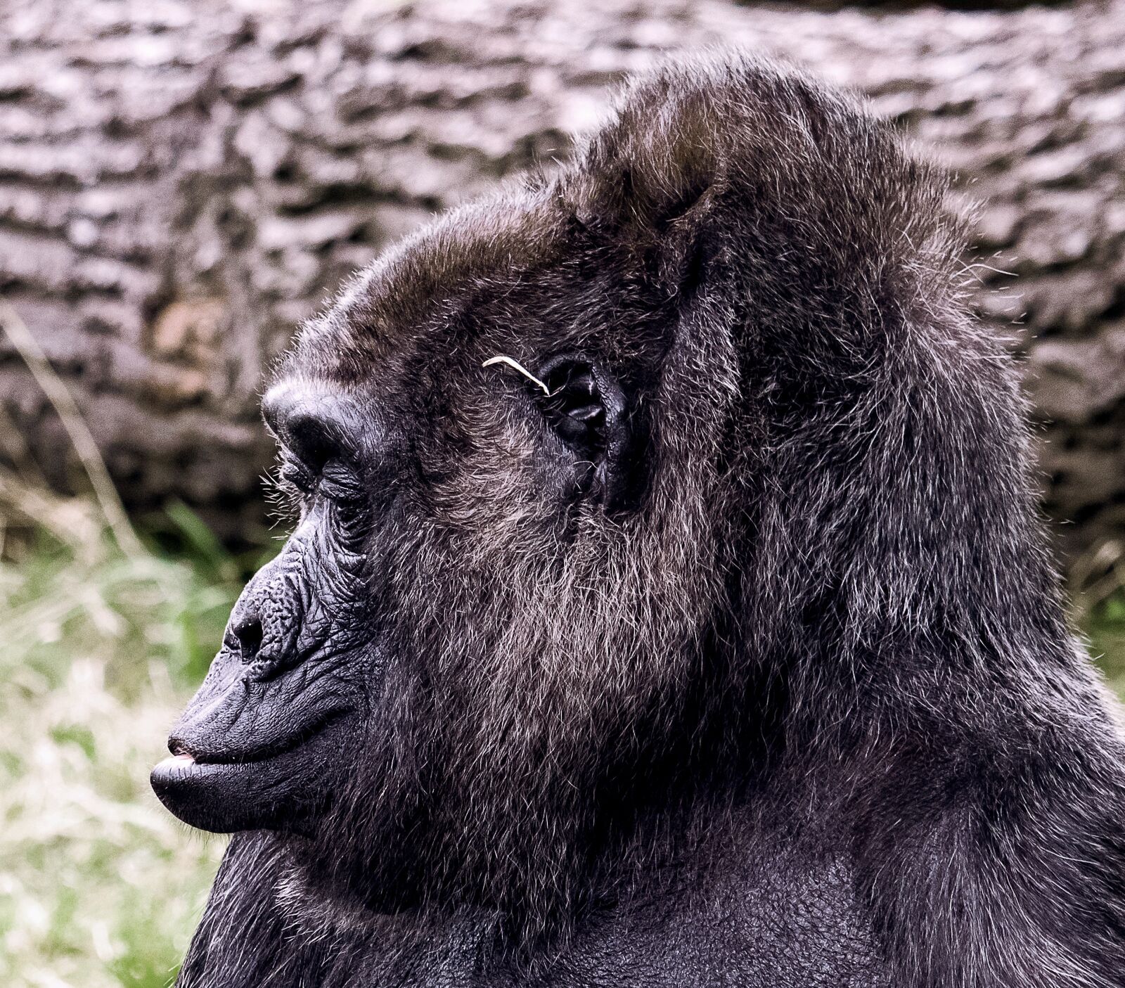 Canon EF-S 55-250mm F4-5.6 IS STM sample photo. Gorilla, mammal, animal photography