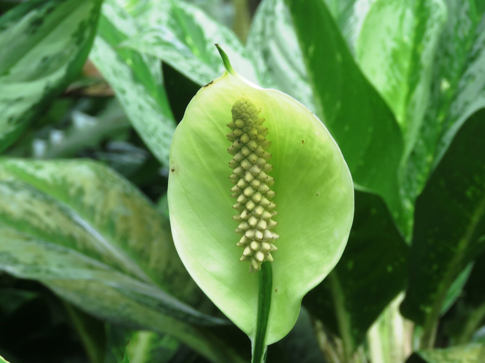 Canon PowerShot SX60 HS sample photo. Cobra flower, snake flower photography