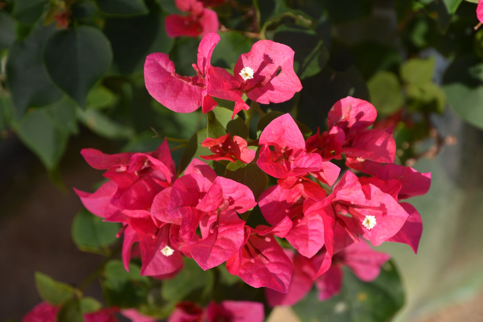Nikon D600 sample photo. Flowers, pink, nature photography