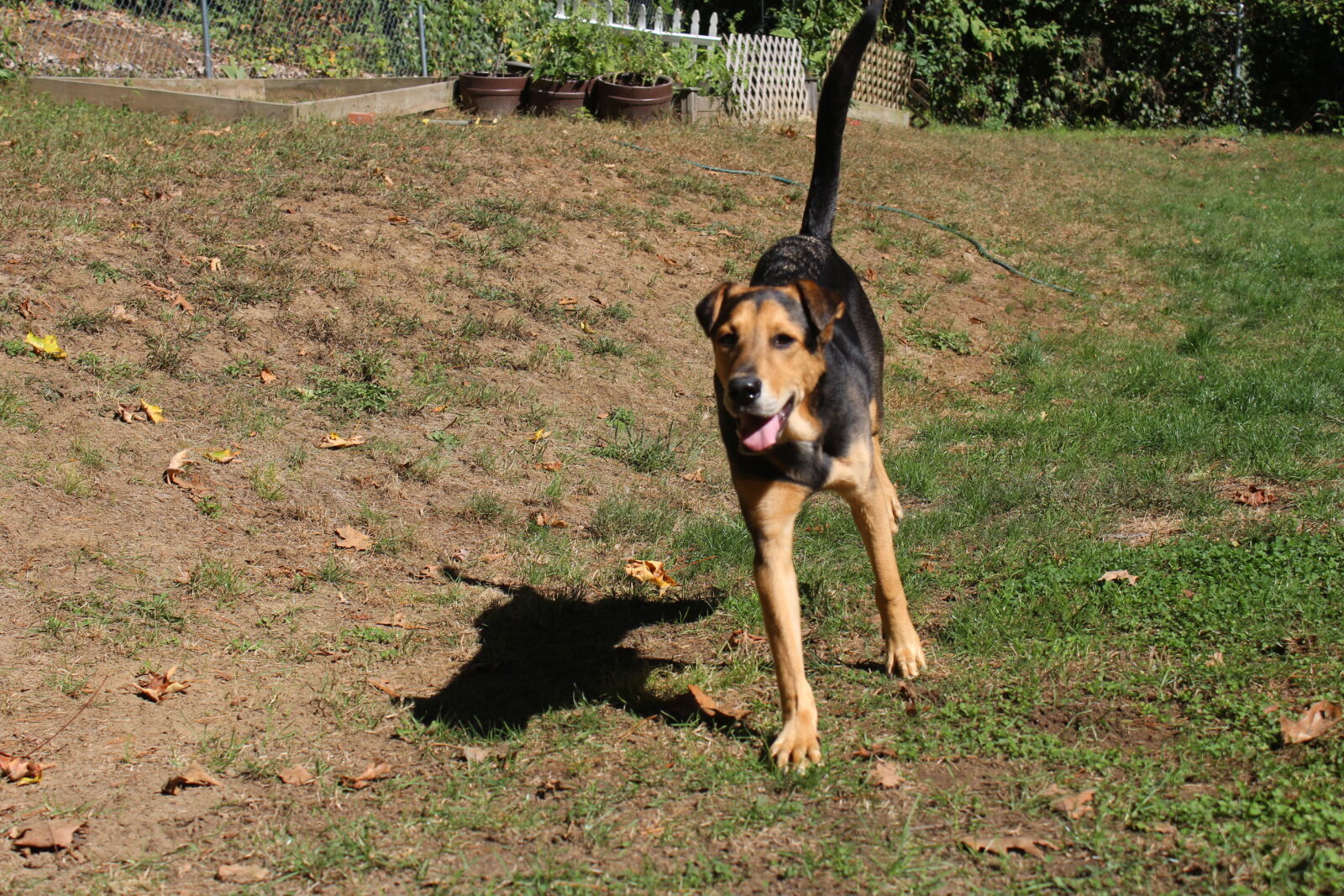 Canon EOS 1200D (EOS Rebel T5 / EOS Kiss X70 / EOS Hi) sample photo. Baby, dog, rescue, dog photography