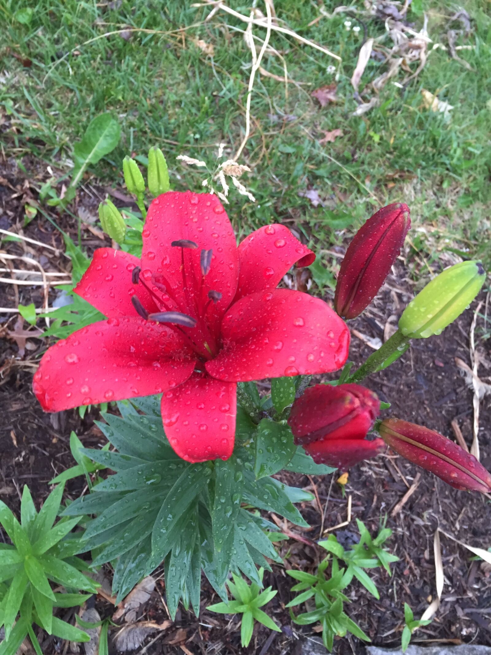 Apple iPhone 6 sample photo. Flower, rain photography