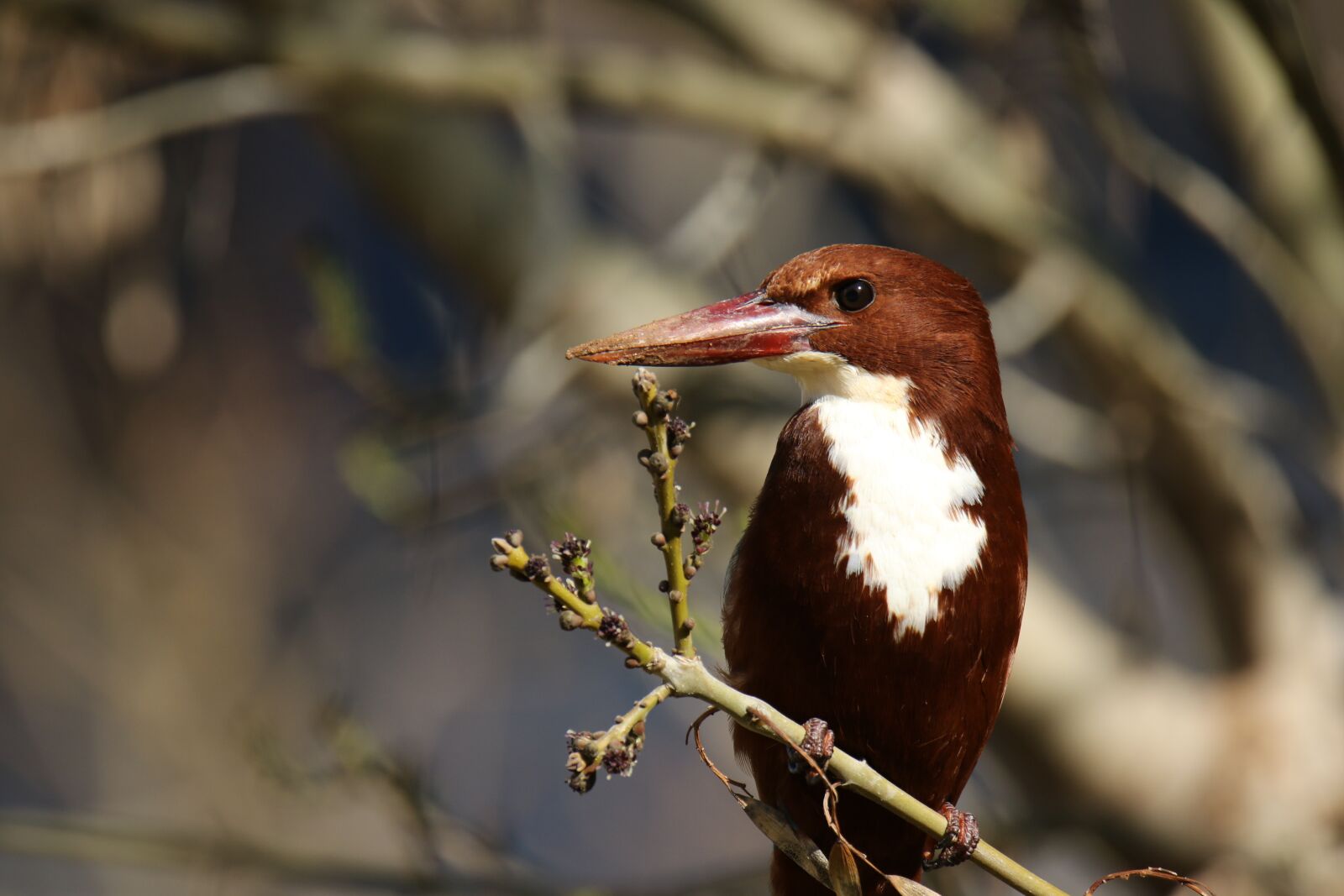 Canon EOS 7D Mark II sample photo. Bird, white throated kingfisher photography