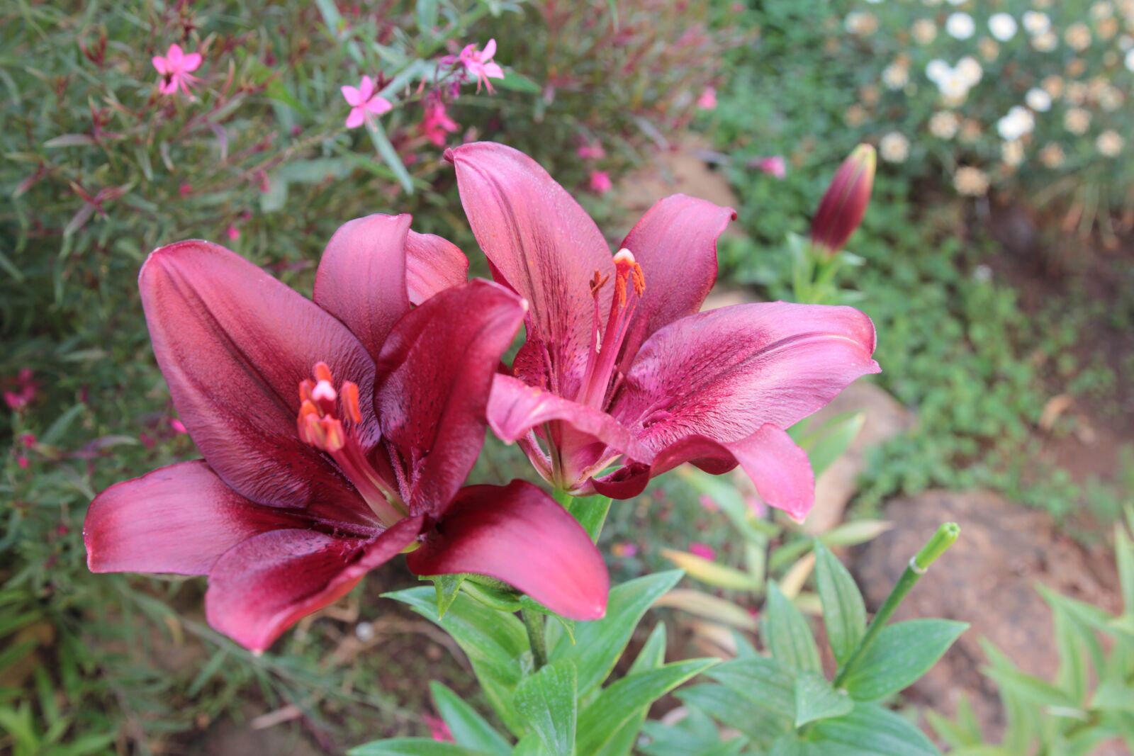 Canon EOS 550D (EOS Rebel T2i / EOS Kiss X4) sample photo. Flower, garden, lily photography