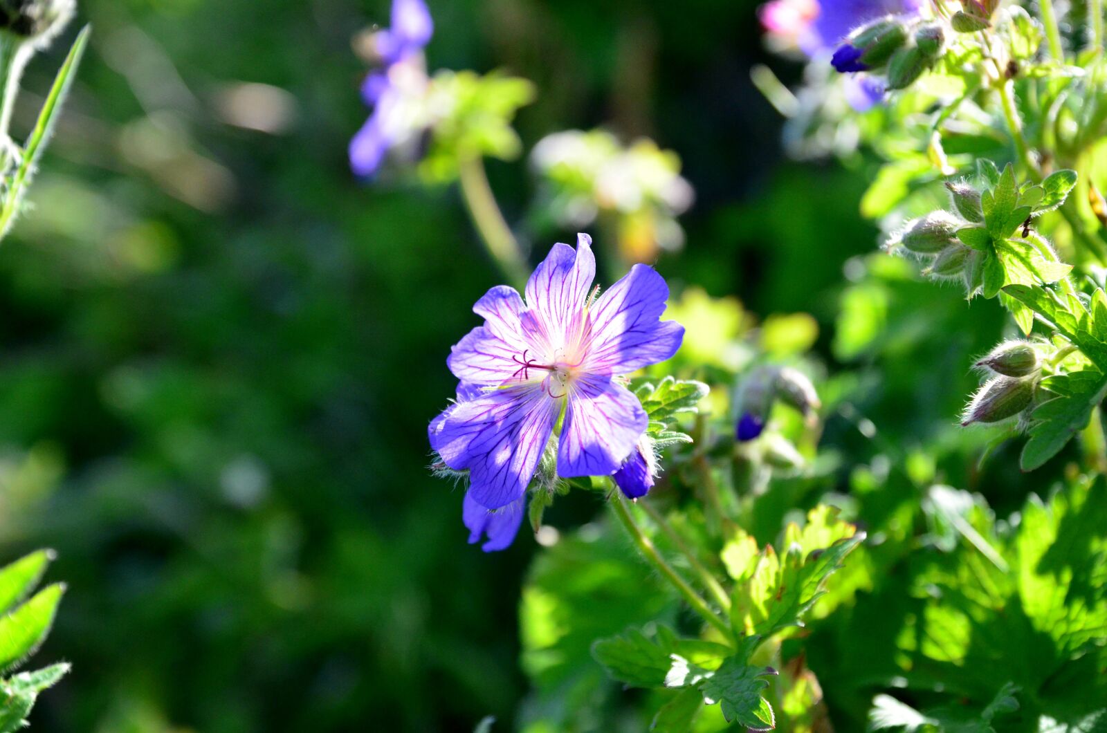 Nikon D5100 sample photo. Nature, flower, plant photography