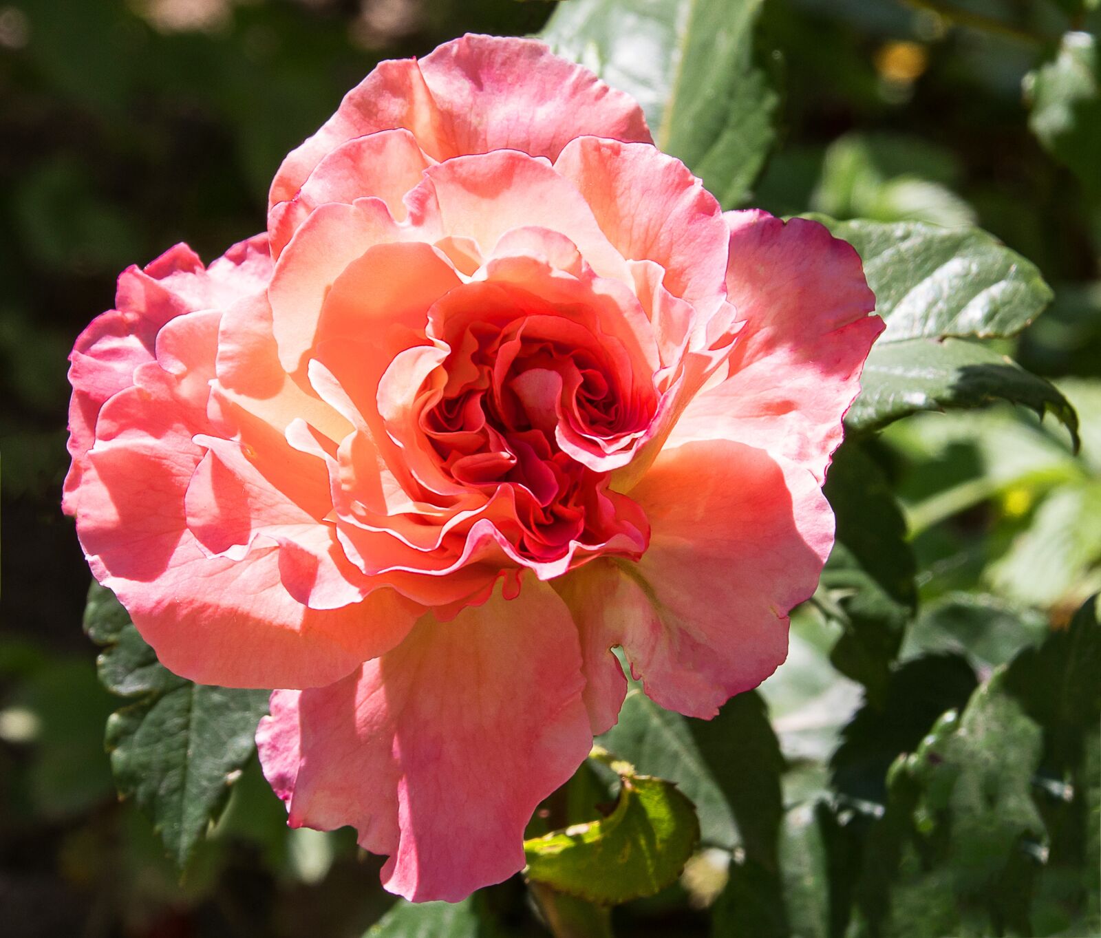 Canon EOS 80D sample photo. Rose, rose bloom, flower photography