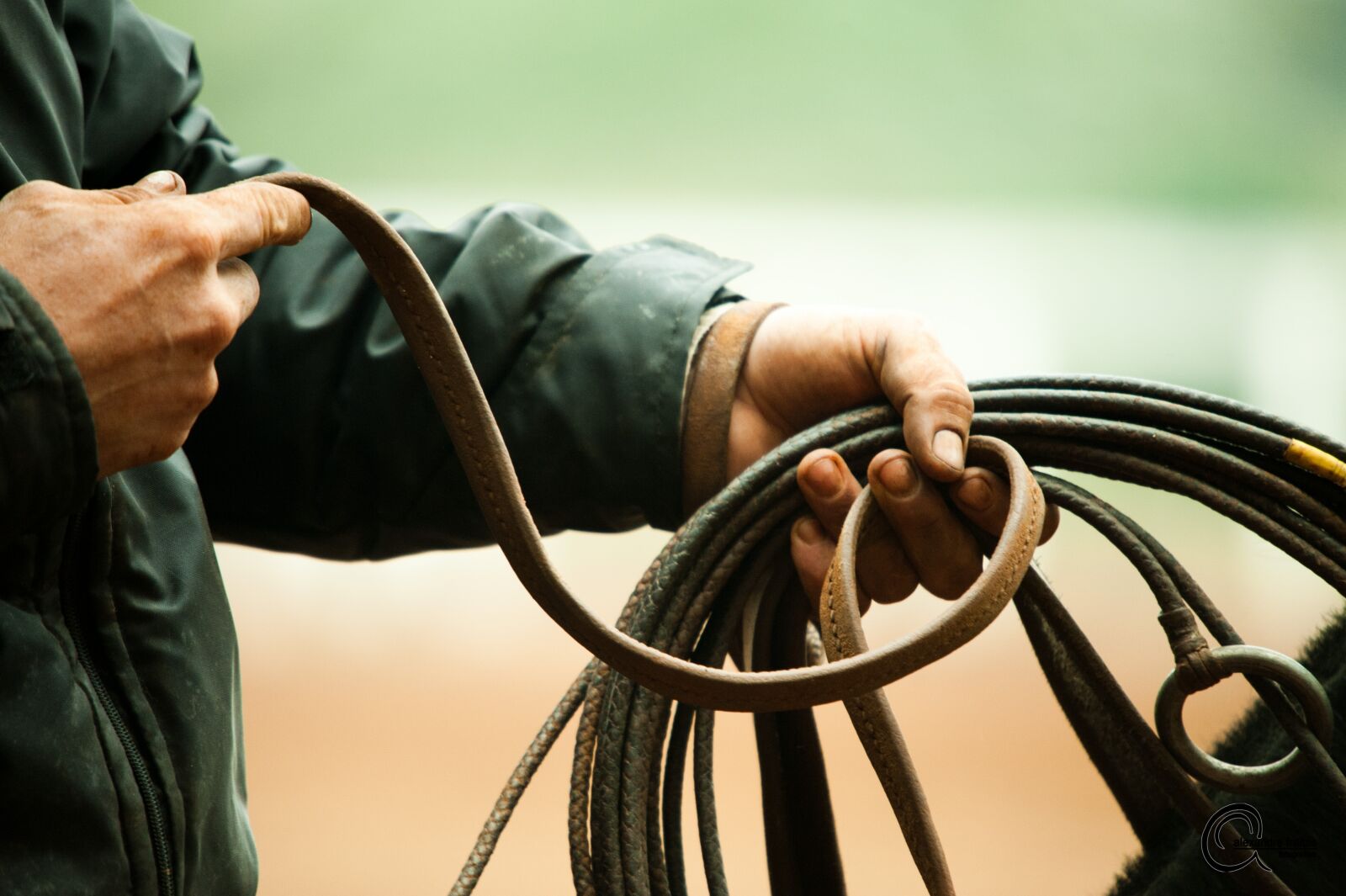 Nikon D700 sample photo. Horse, pingo, creole photography
