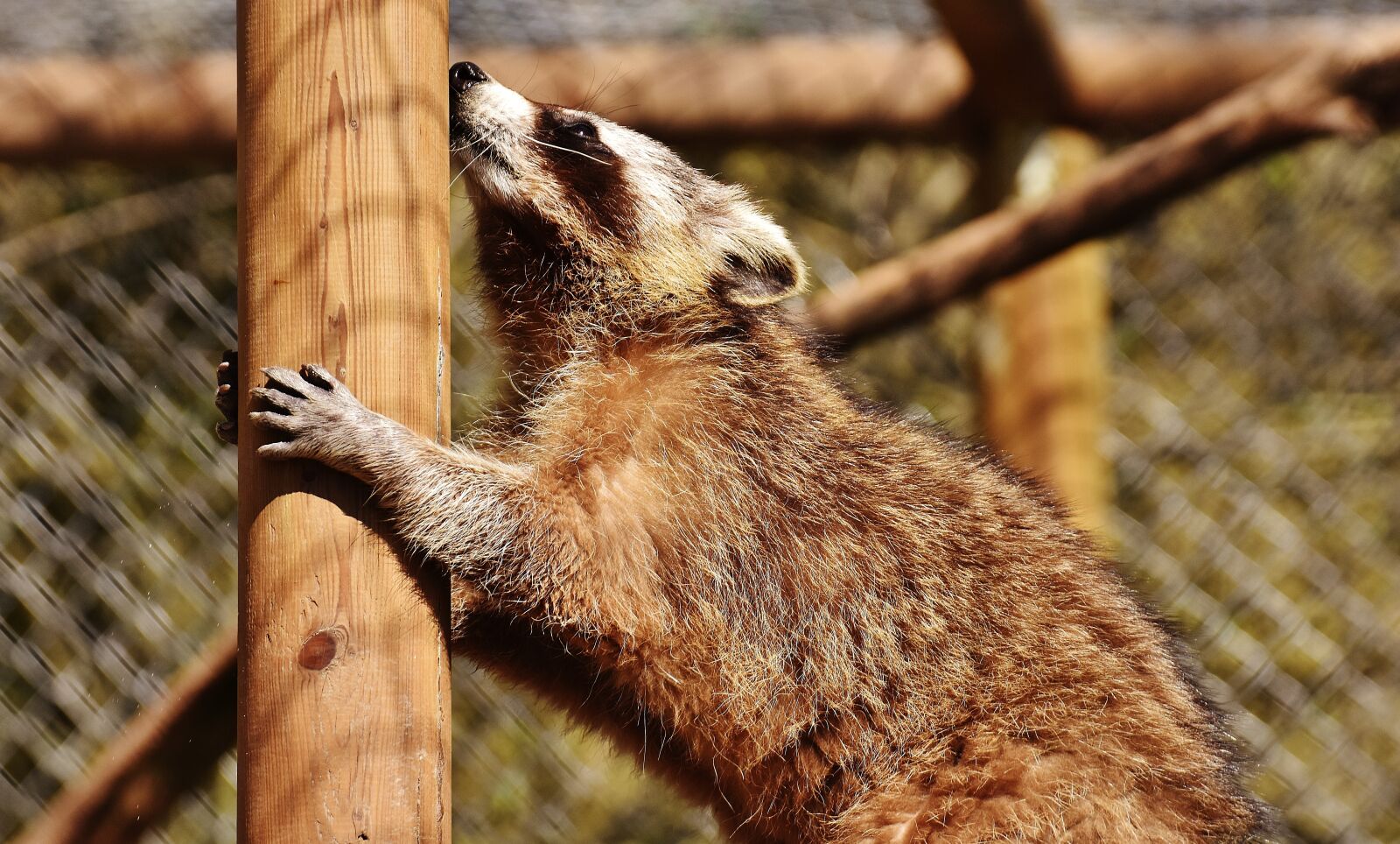 Nikon D7200 sample photo. Raccoon, wild animal, furry photography