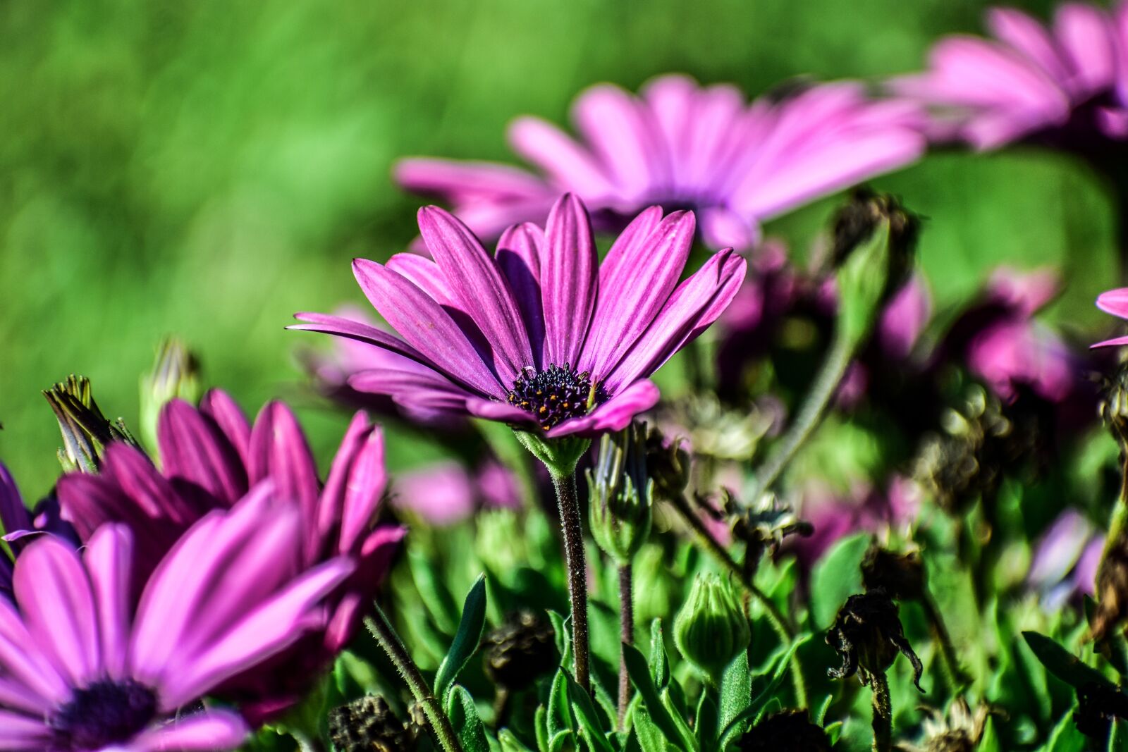Nikon D3400 sample photo. Flowers, fine, nature photography