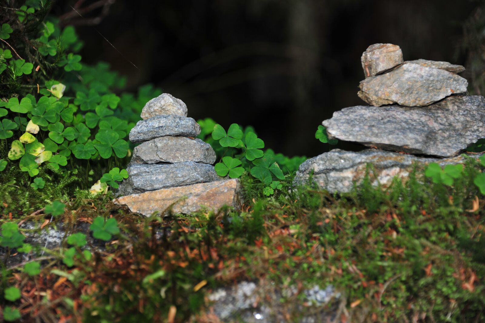 Nikon D700 sample photo. Norway, mountains, forest photography