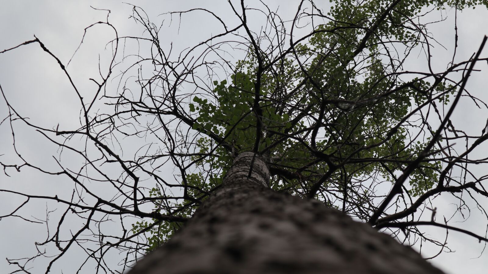 Canon EOS M100 sample photo. Tree from the bottom photography
