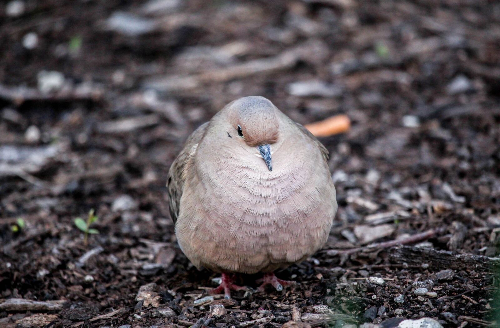 Canon EOS 700D (EOS Rebel T5i / EOS Kiss X7i) sample photo. Bird, nature, wildlife photography