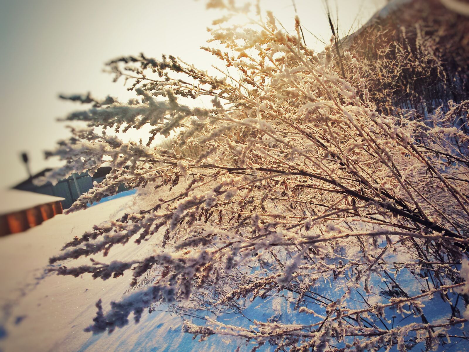 Samsung Galaxy S4 sample photo. Branches, cold, cool, december photography
